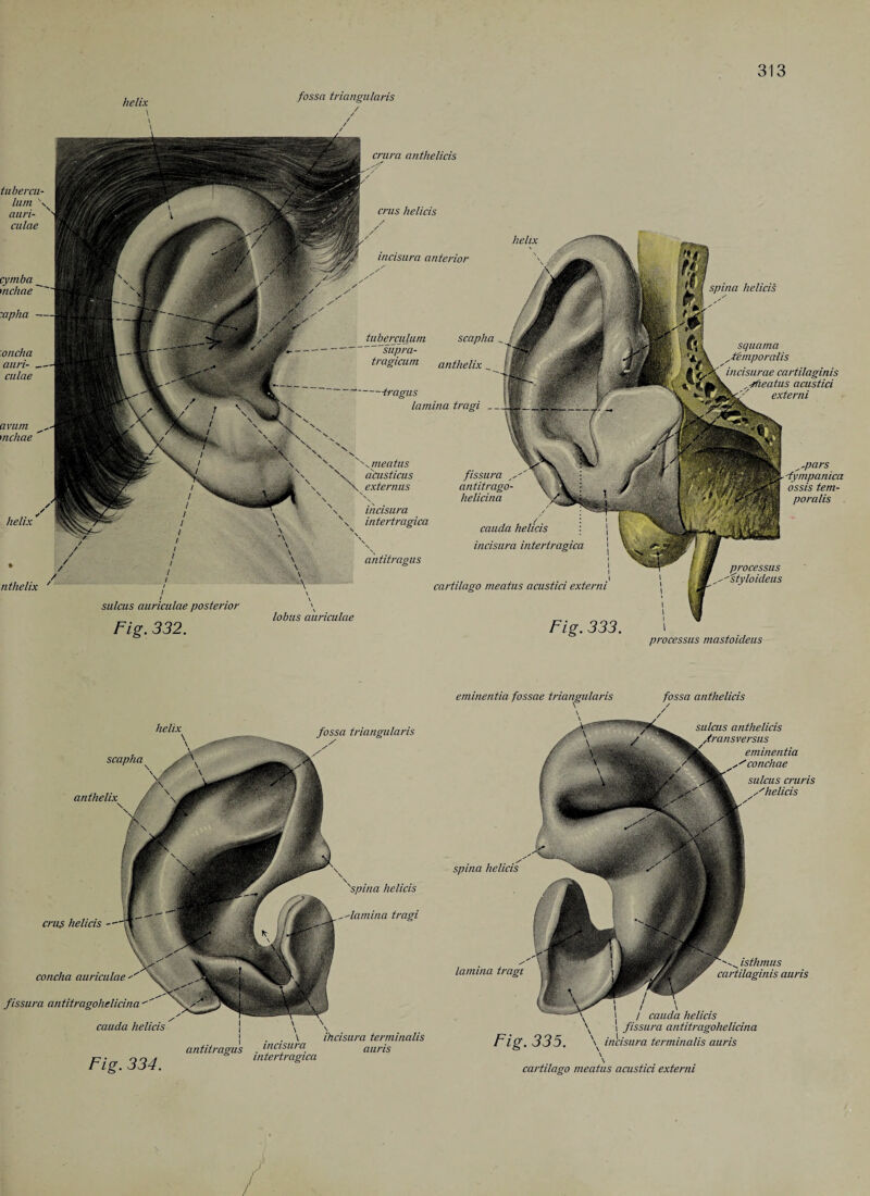 helix \ fossa triangularis / \ \ squama .temporalis crura anthelicis cymba mchae :apha oncha auri¬ culae avum mchae sulcus auriculae posterior Fig. 332. crus helicis incisura anterior helix tuberculum scapha . supra- 'Jp tragicum anthelix _ I ~--tragus lamina tragi —_ '..meatus acusticus \ externus < \ s x incisura \ intertragica antitragus lobus auriculae | sputa helicis fissura « » antitrago- \ j helicina cauda helicis incisurae cartilaginis Sieatus acustici externi ^pars -fympanica ossis tem¬ poralis incisura intertragica cartilago meatus acustici externi Fig. 333. processus styloideus processus mastoideus tubercu- liun auri¬ culae helix / nthelix ' triangularis cru§ helicis helicis -lamina tragi concha auriculae helix scapha anthelix terminalis antitragus . incisura auris intertragica fissura cintitragohelicina cauda helicis Fig. 334. eminentia fossae triangularis fossa anthelicis spina helicis lamina tragi sulcus anthelicis ,transversus eminentia -'conchae sulcus cruris helicis isthmus cartilaginis auris i / \ i / cauda helicis \ I fissura antitragohelicina Fig. 335. \ incisura terminalis auris cartilago meatus acustici externi