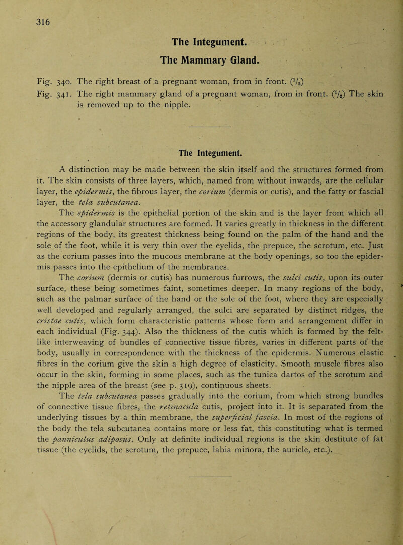 The Integument. The Mammary Gland. Fig. 340. The right breast of a pregnant woman, from in front. (x/2) Fig. 341. The right mammary gland of a pregnant woman, from in front. (V2) The skin is removed up to the nipple. The Integument. » A distinction may be made between the skin itself and the structures formed from it. The skin consists of three layers, which, named from without inwards, are the cellular layer, the epidermis, the fibrous layer, the corium (dermis or cutis), and the fatty or fascial layer, the tela subcutanea. The epidermis is the epithelial portion of the skin and is the layer from which all the accessory glandular structures are formed. It varies greatly in thickness in the different regions of the body, its greatest thickness being found on the palm of the hand and the sole of the foot, while it is very thin over the eyelids, the prepuce, the scrotum, etc. Just as the corium passes into the mucous membrane at the body openings, so too the epider¬ mis passes into the epithelium of the membranes. The corium (dermis or cutis) has numerous furrows, the sulci cutis, upon its outer surface, these being sometimes faint, sometimes deeper. In many regions of the body, such as the palmar surface of the hand or the sole of the foot, where they are especially well developed and regularly arranged, the sulci are separated by distinct ridges., the cristae cutis, which form characteristic patterns whose form and arrangement differ in each individual (Fig. 344). Also the thickness of the cutis which is formed by the felt¬ like interweaving of bundles of connective tissue fibres, varies in different parts of the body, usually in correspondence with the thickness of the epidermis. Numerous elastic fibres in the corium give the skin a high degree of elasticity. Smooth muscle fibres also occur in the skin, forming in some places, such as the tunica dartos of the scrotum and the nipple area of the breast (see p. 319), continuous sheets. The tela subcutanea passes gradually into the corium, from which strong bundles of connective tissue fibres, the retinacula cutis, project into it. It is separated from the underlying tissues by a thin membrane, the superficial fascia. In most of the regions of the body the tela subcutanea contains more or less fat, this constituting what is termed the panniculus adiposus. Only at definite individual regions is the skin destitute of fat tissue (the eyelids, the scrotum, the prepuce, labia minora, the auricle, etc.).