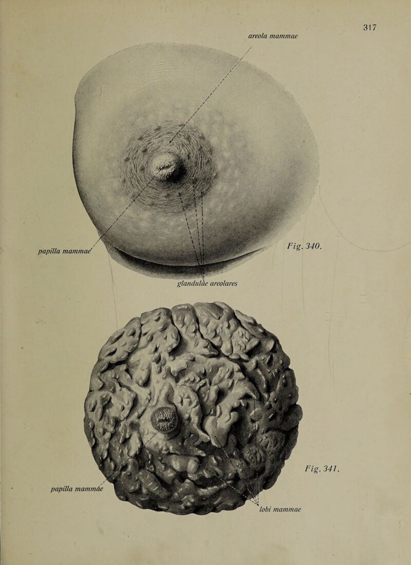 areola mammae Fig. 340. papilla mammae Fig. 341. lobi mammae papilla mammae' glanduläe areolares