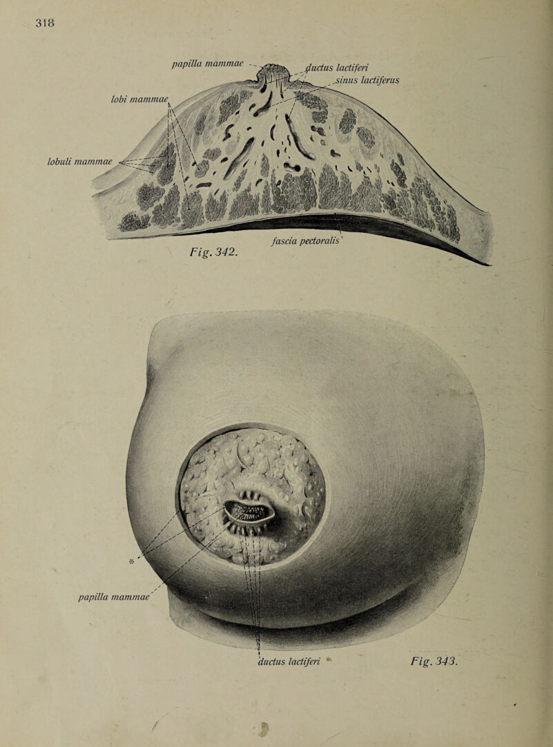 Fig. 342. papilla mammae jfuctus lactiferi ^sinus lactiferus lobi mammae, lobuli mammae papilla mammae