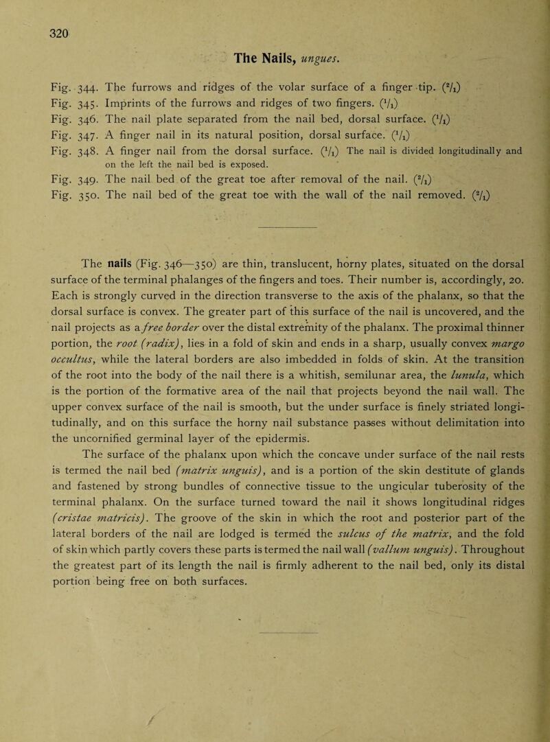 The Nails, ungues. Fig. 344. The furrows and ridges of the volar surface of a finger tip. (2/i) Fig. 345. Imprints of the furrows and ridges of two fingers. (Vi) Fig. 346. The nail plate separated from the nail bed, dorsal surface. (Vi) Fig. 347. A finger nail in its natural position, dorsal surface. (7i) Fig. 348. A finger nail from the dorsal surface. (7i) The nail is divided longitudinally and on the left the nail bed is exposed. Fig. 349. The nail bed of the great toe after removal of the nail. (2/i) Fig. 350. The nail bed of the great toe with the wall of the nail removed. (2/x) The nails (Fig. 346—350) are thin, translucent, horny plates, situated on the dorsal surface of the terminal phalanges of the fingers and toes. Their number is, accordingly, 20. Each is strongly curved in the direction transverse to the axis of the phalanx, so that the dorsal surface is convex. The greater part of this surface of the nail is uncovered, and the nail projects as a free border over the distal extremity of the phalanx. The proximal thinner portion, the root (radix), lies in a fold of skin and ends in a sharp, usually convex margo occultus, while the lateral borders are also imbedded in folds of skin. At the transition of the root into the body of the nail there is a whitish, semilunar area, the lunula, which is the portion of the formative area of the nail that projects beyond the nail wall. The upper convex surface of the nail is smooth, but the under surface is finely striated longi¬ tudinally, and on this surface the horny nail substance passes without delimitation into the uncornified germinal layer of the epidermis. The surface of the phalanx upon which the concave under surface of the nail rests is termed the nail bed (matrix unguis), and is a portion of the skin destitute of glands and fastened by strong bundles of connective tissue to the ungicular tuberosity of the terminal phalanx. On the surface turned toward the nail it shows longitudinal ridges (cristae matricis). The groove of the skin in which the root and posterior part of the lateral borders of the nail are lodged is termed the sulcus of the matrix, and the fold of skin which partly covers these parts is termed the nail wall (vallum unguis). Throughout the greatest part of its length the nail is firmly adherent to the nail bed, only its distal portion being free on both surfaces.