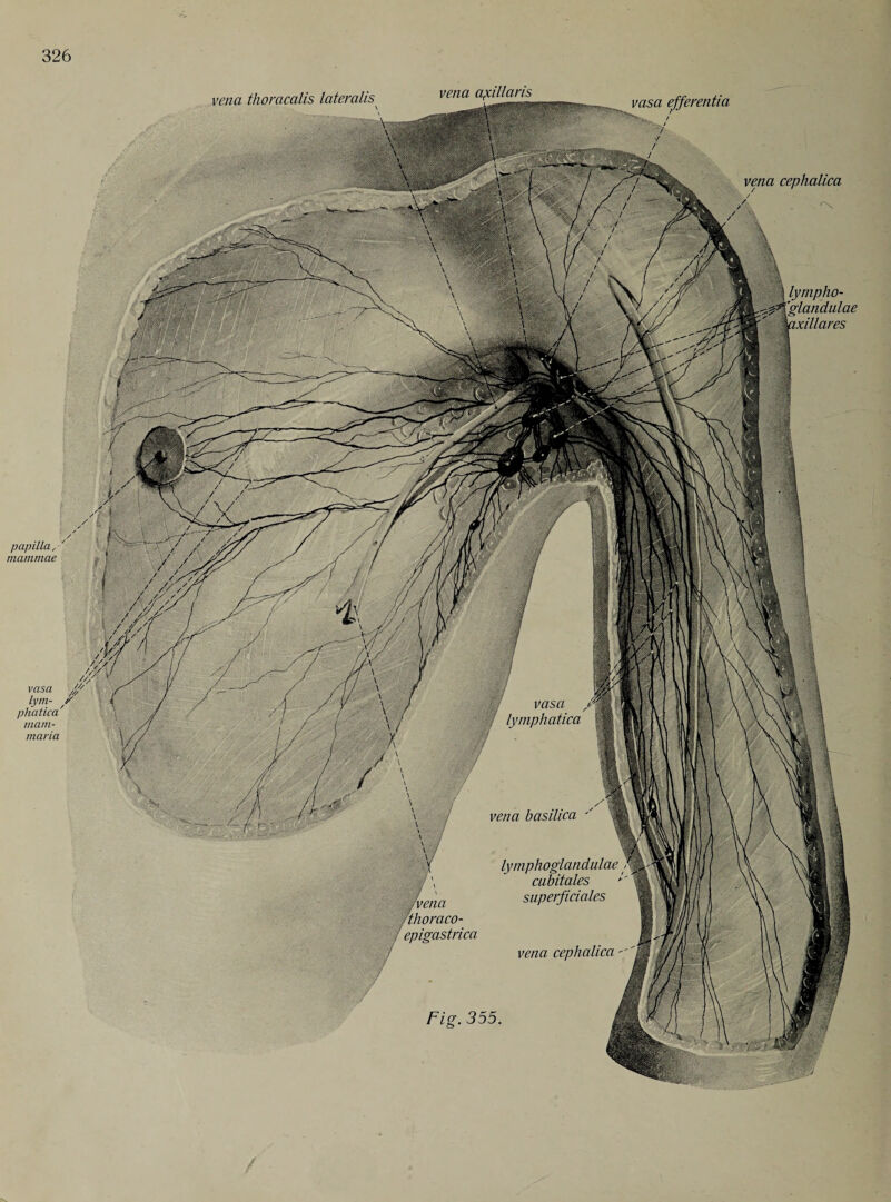vena thomcalis lateralis vena axillaris vasa efferentia vena cephalica papilla mammae vasa lym- phatica' mam- maria Fig. 355. lympho- 'glandulae vixillares
