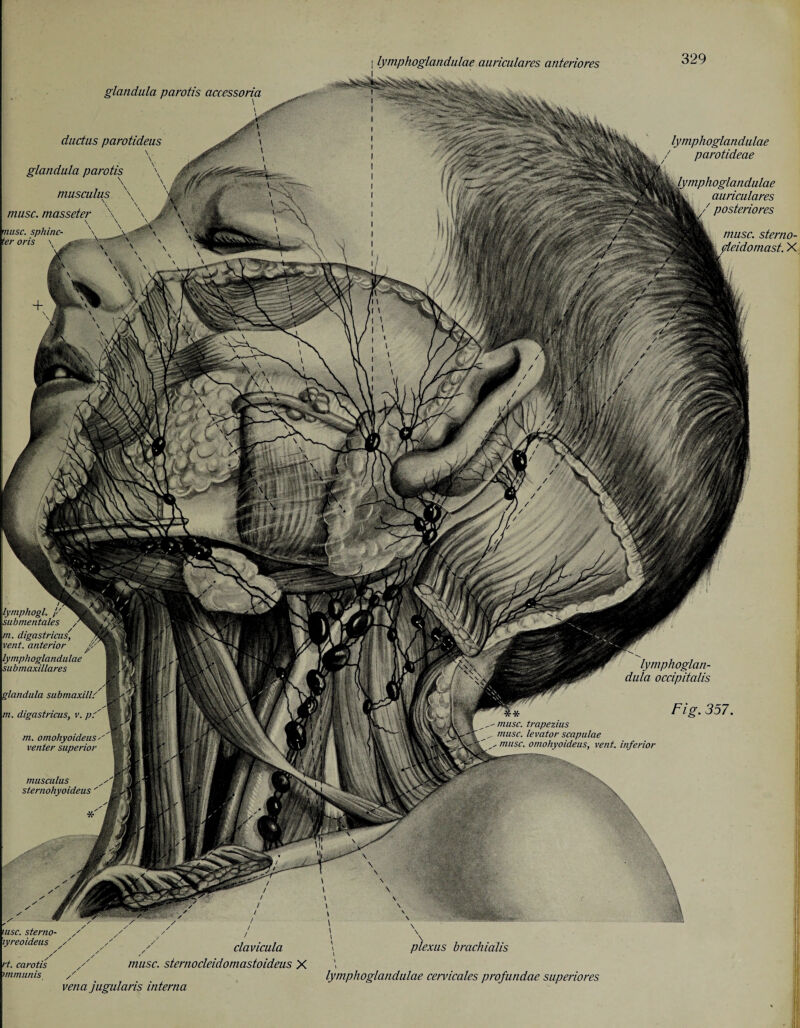 ductus parotideus glandula parotis , \ \ ff' v museums \ '#§»? «# * v. \ \ v M \ -o nce/jlnt* \ \ .4 * \ — lymphoglandulae ' parotideae muse, masseter \ \ \ , : a musc. sphinc- \ \ v|*g teroris \ ' \ v^| X ' \ v v Jfk x N V £&■■■ \ Vs. V/V . v/G i» lymphoglandulae auriculares 7 posteriores lymphogl. / ■ submentales ffz. digastricus/, i vent, anterior lymphoglandulae submaxillares glandula submaxill' m. digastricus, v. pC m. omohyoideus venter superior museums sternohyoideus tusc. sterno- / lyreoideus / musc. sterno¬ yleidomast. X lymphoglan- dula occipitalis musc. trapezius musc. levator scapulae musc. omohyoideus, vent, inferior rt. carotis immunis / vena jugularis interna clavicula musc. sternocleidomastoideus X plexus brachialis lymphoglandulae cervicales profundae superiores