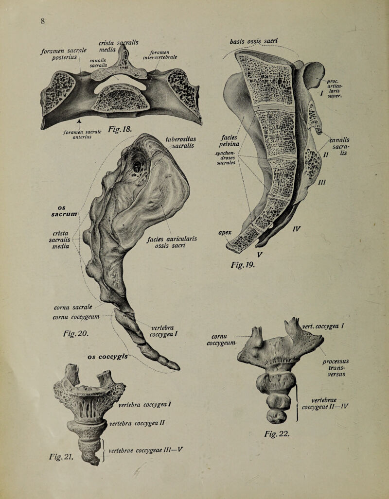 crista sacralis foramen s a crate media /■% foramen posterius | sacralis_ foramen sacrale Fig. 18. anterius tuberositas sacralis crista / sacralis r i media facies auricularis ossis sacri os sacrum\ 'vertebra coccygea I cornu sacrale cornu coccygeum Fig. 20, os coccyges vertebra coccygeal vertebra coccygea II vertebrae coccygeae III—V basis ossis sacri proc. articu- r laris 1 super. facies pelvina synchon¬ droses \ sacrales apex Fig. 19. vertebrae coccygeae II—IV coccygeum processus trans- versus Fig. 22. 4