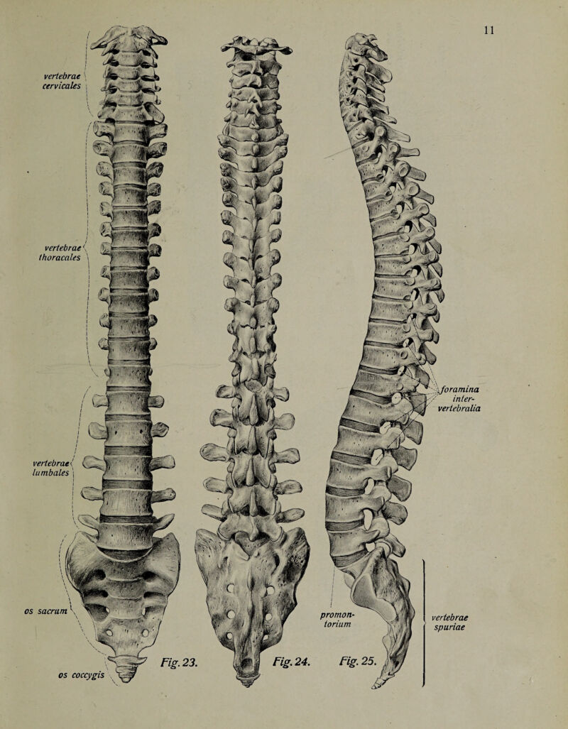 vertebrae \ cervicales \ vertebrae \ thoracales \ \foramina inter- vertebralia vertebrae<; lumbales os sacrum promon torium vertebrae spuriae os coccygis \ * \ 1 4 * ■ - L ‘■*3^z'r V '■I;***- V / • 1 V >, T^p r /j j • ’r! , B: / 4
