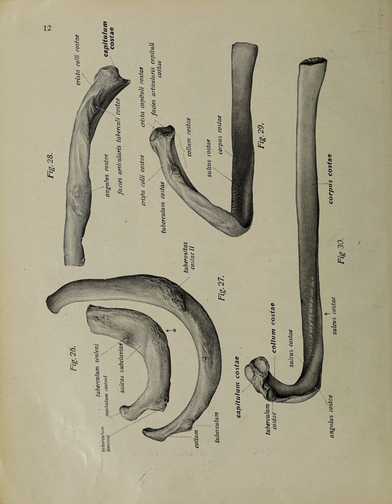 angulus costae sttte/s \ostae corPus costae