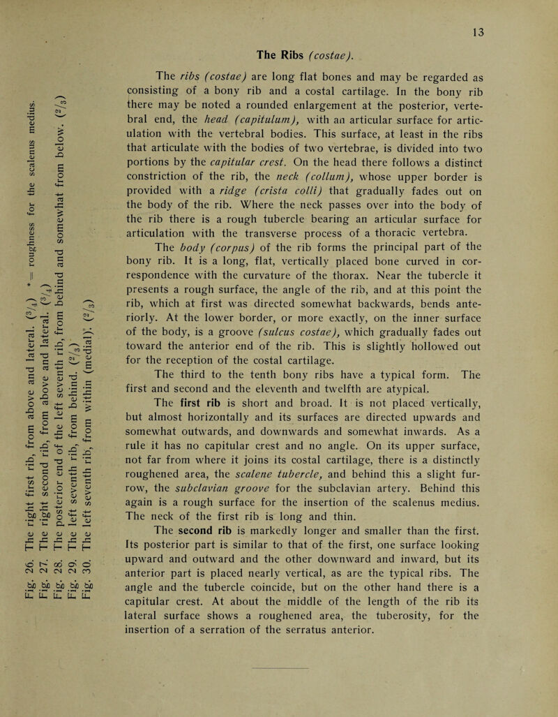 Fig. 26. The right first rib, from above and lateral. (3/4) *— roughness for the scalenus medius. Fig. 27. The right second rib, from above and lateral. (3/4) Fig. 28. The posterior end of the left seventh rib, from behind and somewhat from below. (2/3) Fig. 29. The left seventh rib, from behind. (2/3) Fig. 30. The left seventh rib, from within (medial). (2/3) The Ribs (costae). The ribs (costae) are long flat bones and may be regarded as consisting of a bony rib and a costal cartilage. In the bony rib there may be noted a rounded enlargement at the posterior, verte¬ bral end, the head (capitulum), with an articular surface for artic¬ ulation with the vertebral bodies. This surface, at least in the ribs that articulate with the bodies of two vertebrae, is divided into two portions by the capitular crest. On the head there follows a distinct constriction of the rib, the neck (collum), whose upper border is provided with a ridge (crista colli) that gradually fades out on the body of the rib. Where the neck passes over into the body of the rib there is a rough tubercle bearing an articular surface for articulation with the transverse process of a thoracic vertebra. The body (corpus) of the rib forms the principal part of the bony rib. It is a long, flat, vertically placed bone curved in cor¬ respondence with the curvature of the thorax. Near the tubercle it presents a rough surface, the angle of the rib, and at this point the rib, which at first was directed somewhat backwards, bends ante¬ riorly. At the lower border, or more exactly, on the inner surface of the body, is a groove (sulcus costae), which gradually fades out toward the anterior end of the rib. This is slightly hollowed out for the reception of the costal cartilage. The third to the tenth bony ribs have a typical form. The first and second and the eleventh and twelfth are atypical. The first rib is short and broad. It is not placed vertically, but almost horizontally and its surfaces are directed upwards and somewhat outwards, and downwards and somewhat inwards. As a rule it has no capitular crest and no angle. On its upper surface, not far from where it joins its costal cartilage, there is a distinctly roughened area, the scalene tubercle, and behind this a slight fur¬ row, the subclavian groove for the subclavian artery. Behind this again is a rough surface for the insertion of the scalenus medius. The neck of the first rib is long and thin. The second rib is markedly longer and smaller than the first. Its posterior part is similar to that of the first, one surface looking upward and outward and the other downward and inward, but its anterior part is placed nearly vertical, as are the typical ribs. The angle and the tubercle coincide, but on the other hand there is a capitular crest. At about the middle of the length of the rib its lateral surface shows a roughened area, the tuberosity, for the insertion of a serration of the serratus anterior.