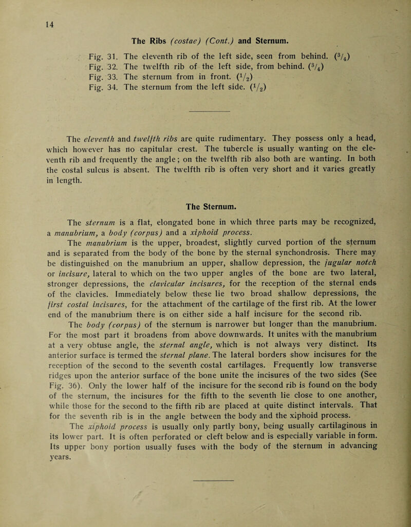 The Ribs (costae) (Cont.) and Sternum. Fig. 31. The eleventh rib of the left side, seen from behind. (3/4) Fig. 32. The twelfth rib of the left side, from behind. (3/4) Fig. 33. The sternum from in front, (1/2) Fig. 34. The sternum from the left side. (V2) The eleventh and twelfth ribs are quite rudimentary. They possess only a head, which however has no capitular crest. The tubercle is usually wanting on the ele¬ venth rib and frequently the angle; on the twelfth rib also both are wanting. In both the costal sulcus is absent. The twelfth rib is often very short and it varies greatly in length. The Sternum. The sternum is a flat, elongated bone in which three parts may be recognized, a manubrium, a body (corpus) and a xiphoid process. The manubrium is the upper, broadest, slightly curved portion of the sternum and is separated from the body of the bone by the sternal synchondrosis. There may be distinguished on the manubrium an upper, shallow depression, the jugular notch or incisure, lateral to which on the two upper angles of the bone are two lateral, stronger depressions, the clavicular incisures, for the reception of the sternal ends of the clavicles. Immediately below these lie two broad shallow depressions, the first costal incisures, for the attachment of the cartilage of the first rib. At the lower end of the manubrium there is on either side a half incisure for the second rib. The body (corpus) of the sternum is narrower but longer than the manubrium. For the most part it broadens from above downwards. It unites with the manubrium at a very obtuse angle, the sternal angle, which is not always very distinct. Its anterior surface is termed the sternal plane. The lateral borders show incisures for the reception of the second to the seventh costal cartilages. Frequently low transverse ridges upon the anterior surface of the bone unite the incisures of the two sides (See Fig. 36). Only the lower half of the incisure for the second rib is found on the body of the sternum, the incisures for the fifth to the seventh lie close to one another, while those for the second to the fifth rib are placed at quite distinct intervals. That for the seventh rib is in the angle between the body and the xiphoid process. The xiphoid process is usually only partly bony, being usually cartilaginous in its lower part. It is often perforated or cleft below and is especially variable inform. Its upper bony portion usually fuses with the body of the sternum in advancing years.