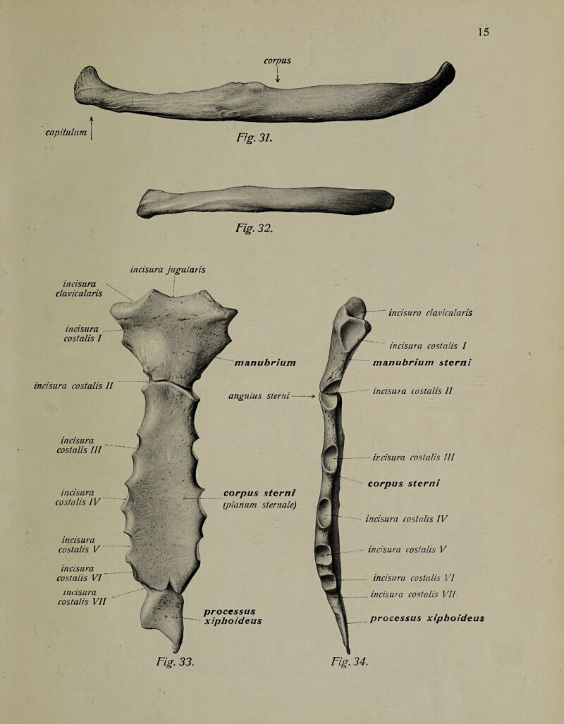 f capitulum j Fig. 31. Fig. 32. incisura costalis III incisura clavicularis incisura jugularis i i i incisura costalis I manubrium incisura costalis VI incisura costalis II angulus sterni incisura costalis IV incisura costalis V incisura costalis VII processus xiphoideus corpus sterni {planum sternale) — incisura costalis III corpus sterni incisura costalis IV incisura costalis V - incisura costalis VI . incisura costalis VII processus xiphoideus incisura clavicularis incisura costalis I manubrium sterni incisura costalis II \