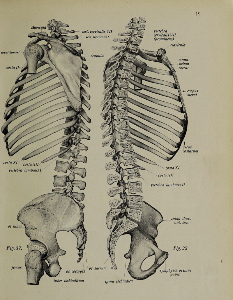 clavicula a SSti vertebra cervicalis VII (prominens) clavicula caput humeri costa II manu- mik ■figs*- ■ brium sterm vert, cervicalis VII vert ihoracalis I ’ i:XtM scapula corpus sterm costa XI' costa XII-' vertebra lumbalisl ' ' costa XI costa Xll os ilium Fig. 33 femur os sacrum / os coccyges tuber ischiadicurn t arcus costarum ''' Vertebra lumbalis I! spina iliaca ant. sup. Fig-37. syrkphysis ossium pubis spina ischiadica