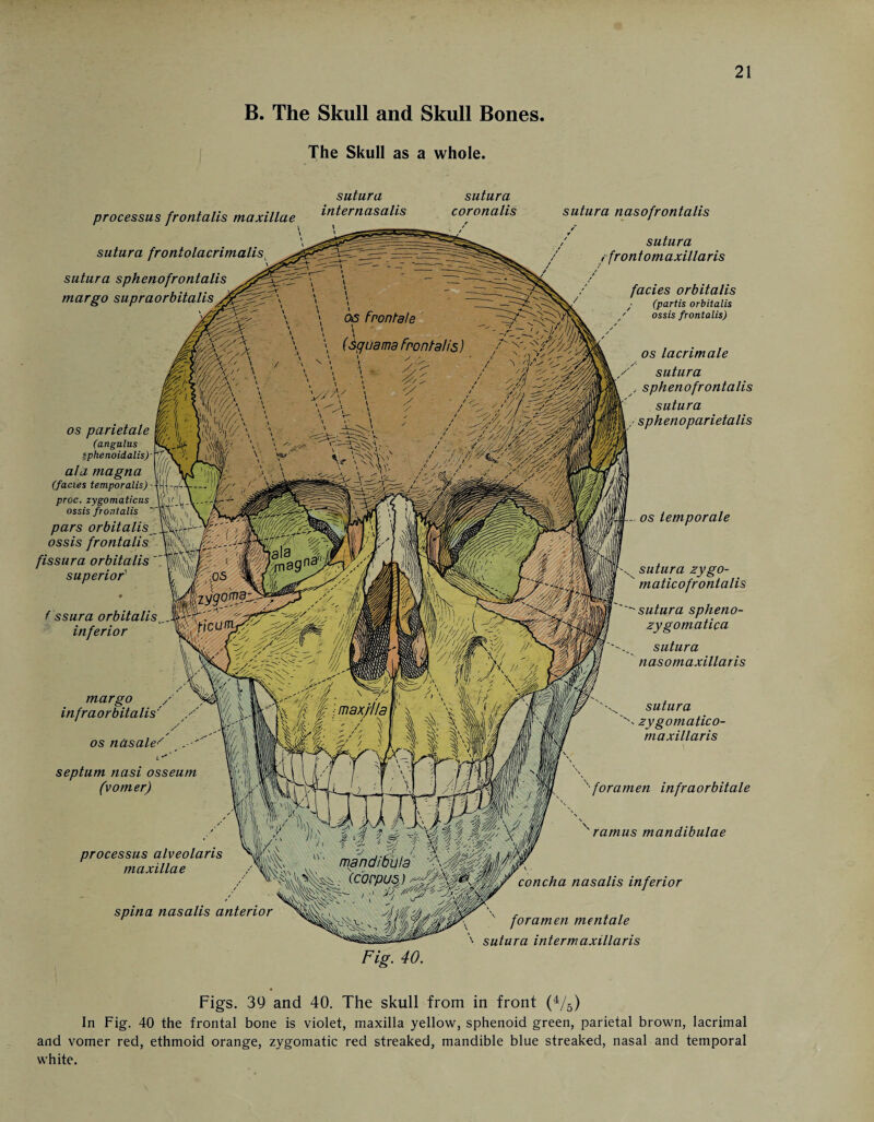 B. The Skull and Skull Bones The Skull as a whole. 21 processus frontalis maxillae sutura froniolacrimalist sutura sphenofrontalis margo supraorbitalis sutura internasalis sutura coronalis os parietale (angalus Sphenoidalis)' ala magna (facies temporalis) - proc. zygomaticus ossis frontalis  pars orbitalis ossis frontalis fissura orbitalis superior' 1 ssura orbitalis inferior margo infraorbitalis' ,/ /' os nasale•' . ' L' septum nasi osseum (vomer) sutura nasofrontalis sutura r front om axillaris facies orbitalis (partis orbitalis ossis frontalis) os lacrimale / sutura , sphenofrontalis sutura z sphenoparietalis - os temporale x sutura zygo- x maticofrontalis 'sutura spheno- zy gomatica sutura nasomaxillaris sutura ''' zygomatico- maxillaris '•foramen infraorbitale x ramus mandibulae processus alveolaris maxillae spina nasalis anterior concha nasalis inferior x ' foramen mentale ' sutura in term axillaris Fig. 40. Figs. 39 and 40. The skull from in front (4/ö) In Fig. 40 the frontal bone is violet, maxilla yellow, sphenoid green, parietal brown, lacrimal and vomer red, ethmoid orange, zygomatic red streaked, mandible blue streaked, nasal and temporal white.