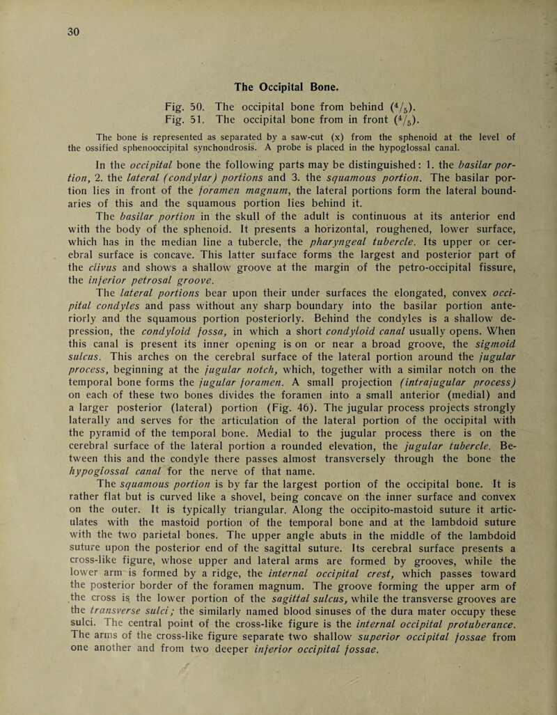 The Occipital Bone. Fig. 50. The occipital bone from behind (4/5). Fig. 51. The occipital bone from in front (4/5). The bone is represented as separated by a saw-cut (x) from the sphenoid at the level of the ossified sphenooccipital synchondrosis. A probe is placed in the hypoglossal canal. In the occipital bone the following parts may be distinguished: 1. the basilar por¬ tion, 2. the lateral (condylar) portions and 3. the squamous portion. The basilar por¬ tion lies in front of the foramen magnum, the lateral portions form the lateral bound¬ aries of this and the squamous portion lies behind it. The basilar portion in the skull of the adult is continuous at its anterior end with the body of the sphenoid. It presents a horizontal, roughened, lower surface, which has in the median line a tubercle, the pharyngeal tubercle. Its upper or. cer¬ ebral surface is concave. This latter surface forms the largest and posterior part of the clivus and shows a shallow groove at the margin of the petro-occipital fissure, the inferior petrosal groove. The lateral portions bear upon their under surfaces the elongated, convex occi¬ pital condyles and pass without any sharp boundary into the basilar portion ante¬ riorly and the squamous portion posteriorly. Behind the condyles is a shallow de¬ pression, the condyloid fossa, in which a short condyloid canal usually opens. When this canal is present its inner opening is on or near a broad groove, the sigmoid sulcus. This arches on the cerebral surface of the lateral portion around the jugular process, beginning at the jugular notch, which, together with a similar notch on the temporal bone forms the jugular foramen. A small projection (intrajugular process) on each of these two bones divides the foramen into a small anterior (medial) and a larger posterior (lateral) portion (Fig. 46). The jugular process projects strongly laterally and serves for the articulation of the lateral portion of the occipital with the pyramid of the temporal bone. Medial to the jugular process there is on the cerebral surface of the lateral portion a rounded elevation, the jugular tubercle. Be¬ tween this and the condyle there passes almost transversely through the bone the hypoglossal canal for the nerve of that name. The squamous portion is by far the largest portion of the occipital bone. It is rather flat but is curved like a shovel, being concave on the inner surface and convex on the outer. It is typically triangular. Along the occipito-mastoid suture it artic¬ ulates with the mastoid portion of the temporal bone and at the lambdoid suture with the two parietal bones. The upper angle abuts in the middle of the lambdoid suture upon the posterior end of the sagittal suture. Its cerebral surface presents a cross-like figure, whose upper and lateral arms are formed by grooves, while the lower arm is formed by a ridge, the internal occipital crest, which passes toward the posterior border of the foramen magnum. The groove forming the upper arm of the cross is the lower portion of the sagittal sulcus, while the transverse grooves are the transverse sulci; the similarly named blood sinuses of the dura mater occupy these sulci. The central point of the cross-like figure is the internal occipital protuberance. The arms of the cross-like figure separate two shallow superior occipital fossae from one another and from two deeper inferior occipital fossae.