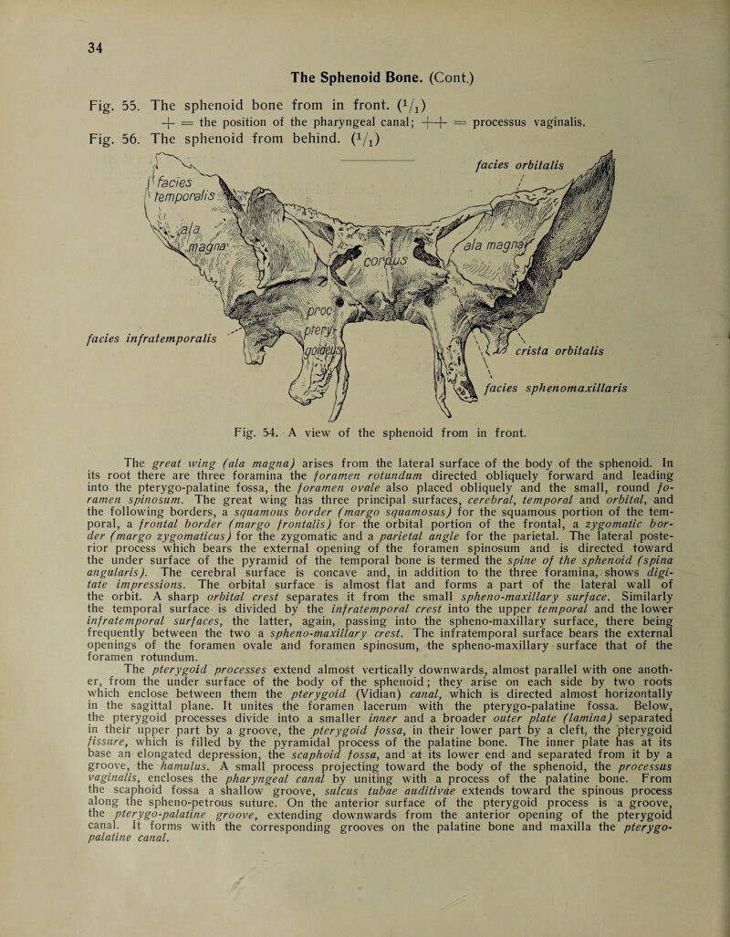 The Sphenoid Bone. (Cont.) Fig. 55. The sphenoid bone from in front, (i/i) -j- = the position of the pharyngeal canal; -|—f- = processus vaginalis. Fig. 56. The sphenoid from behind, (i/i) Fig. 54. A view of the sphenoid from in front. The great wing (ala magna) arises from the lateral surface of the body of the sphenoid. In its root there are three foramina the foramen rotundum directed obliquely forward and leading into the pterygo-palatine fossa, the foramen ovale also placed obliquely and the small, round fo¬ ramen spinosum. The great wing has three principal surfaces, cerebral, temporal and orbital, and the following borders, a squamous border (margo squamosus) for the squamous portion of the tem¬ poral, a frontal border (margo frontalis) for the orbital portion of the frontal, a zygomatic bor¬ der (margo zygomaticus) for the zygomatic and a parietal angle for the parietal. The lateral poste¬ rior process which bears the external opening of the foramen spinosum and is directed toward the under surface of the pyramid of the temporal bone is termed the spine of the sphenoid (spina angularis). The cerebral surface is concave and, in addition to the three foramina, shows digi¬ tate impressions. The orbital surface is almost flat and forms a part of the lateral wall of the orbit. A sharp orbital crest separates it from the small spheno-maxillary surface. Similarly the temporal surface is divided by the infratemporal crest into the upper temporal and the lower infratemporal surfaces, the latter, again, passing into the spheno-maxillary surface, there being frequently between the two a spheno-maxillary crest. The infratemporal surface bears the external openings of the foramen ovale and foramen spinosum, the spheno-maxillary surface that of the foramen rotundum. The pterygoid processes extend almost vertically downwards, almost parallel with one anoth¬ er, from the under surface of the body of the sphenoid; they arise on each side by two roots which enclose between them the pterygoid (Vidian) canal, which is directed almost horizontally in the sagittal plane. It unites the foramen lacerum with the pterygo-palatine fossa. Below, the pterygoid processes divide into a smaller inner and a broader outer plate (lamina) separated in their upper part by a groove, the pterygoid fossa, in their lower part by a cleft, the pterygoid fissure, which is filled by the pyramidal process of the palatine bone. The inner plate has at its base an elongated depression, the scaphoid fossa, and at its lower end and separated from it by a groove, the hamulus. A small process projecting toward the body of the sphenoid, the processus vaginalis, encloses the pharyngeal canal by uniting with a process of the palatine bone. From the scaphoid fossa a shallow groove, sulcus tubae auditivae extends toward the spinous process along the spheno-petrous suture. On the anterior surface of the pterygoid process is a groove, the pterygo-palatine groove, extending downwards from the anterior opening of the pterygoid canal. It forms with the corresponding grooves on the palatine bone and maxilla the pterygo¬ palatine canal.