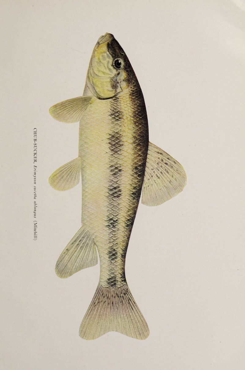 CHUB-SUCKER, Erirnyzon sucetta oblongus (Mitchill)