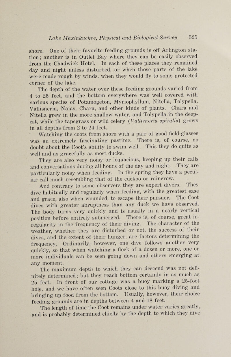 shore. One of their favorite feeding grounds is off Arlington sta¬ tion; another is in Outlet Bay where they can be easily observed from the Chadwick Hotel. In each of these places they remained day and night unless disturbed, or when those parts of the lake were made rough by winds, when they would fly to some protected corner of the lake. The depth of the water over these feeding grounds varied from 4 to 25 feet, and the bottom everywhere was well covered with various species of Potamogeton, Myriophyllum, Nitella, Tolypella, Vallisneria, Naias, Chara, and other kinds of plants. Chara and Nitella grew in the more shallow water, and Tolypella in the deep¬ est, while the tapegrass or wild celery (Vallisneria spiralis) grows in all depths from 2 to 24 feet. Watching the coots from shore with a pair of good field-glasses was an extremely fascinating pastime. There is, of course, no doubt about the Coot’s ability to swim well. This they do quite as well and as gracefully as most ducks. They are also very noisy or loquacious, keeping up their calls and conversations during all hours of the day and night. They are particularly noisy when feeding. In the spring they have a pecul¬ iar call much resembling that of the cuckoo or raincrow. And contrary to some observers they are expert divers. They dive habitually and regularly when feeding, with the greatest ease and grace, also when wounded, to escape their pursuer. The Coot dives with greater abruptness than any duck we have observed. The body turns very quickly and is usually in a nearly vertical position before entirely submerged. There is, of course, great ir¬ regularity in the frequency of their diving. The character of the weather, whether they are disturbed or not, the success of their dives, and the extent of their hunger, are factors determining the frequency. Ordinarily, however, one dive follows another very quickly, so that when watching a flock of a dozen or more, one or more individuals can be seen going down and others emerging at any moment. The maximum depth to which they can descend was not defi¬ nitely determined; but they reach bottom certainly in as much as 25 feet. In front of our cottage was a buoy marking a 25-foot hole, and we have often seen Coots close to this buoy diving and bringing up food from the bottom. Usually, however, their choice feeding grounds are in depths between 4 and 18 feet. The length of time the Coot remains under water varies greatly, and is probably determined chiefly by the depth to which they dive