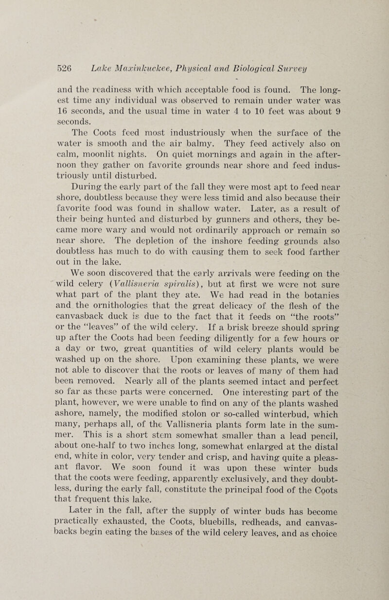 and the readiness with which acceptable food is found. The long¬ est time any individual was observed to remain under water was 16 seconds, and the usual time in water 4 to 10 feet was about 9 seconds. The Coots feed most industriously when the surface of the water is smooth and the air balmy. They feed actively also on calm, moonlit nights. On quiet mornings and again in the after¬ noon they gather on favorite grounds near shore and feed indus¬ triously until disturbed. During the early part of the fall they were most apt to feed near shore, doubtless because they were less timid and also because their favorite food was found in shallow water. Later, as a result of their being hunted and disturbed by gunners and others, they be¬ came more wary and would not ordinarily approach or remain so near shore. The depletion of the inshore feeding grounds also doubtless has much to do with causing them to seek food farther out in the lake. We soon discovered that the early arrivals were feeding on the wild celery (Vallisneria spiralis), but at first we were not sure what part of the plant they ate. We had read in the botanies and the ornithologies that the great delicacy of the flesh of the canvasback duck is due to the fact that it feeds on “the roots” or the “leaves” of the wild celery. If a brisk breeze should spring up after the Coots had been feeding diligently for a few hours or a day or two, great quantities of wild celery plants would be washed up on the shore. Upon examining these plants, we were not able to discover that the roots or leaves of many of them had been removed. Nearly all of the plants seemed intact and perfect so far as these parts were concerned. One interesting part of the plant, however, we were unable to find on any of the plants washed ashore, namely, the modified stolon or so-called winterbud, which many, perhaps all, of the Vallisneria plants form late in the sum¬ mer. This is a short stem somewhat smaller than a lead pencil, about one-half to two inches long, somewhat enlarged at the distal end, white in color, very tender and crisp, and having quite a pleas¬ ant flavor. We soon found it was upon these winter buds that the coots were feeding, apparently exclusively, and they doubt¬ less, during the early fall, constitute the principal food of the Coots that frequent this lake. Later in the fall, after the supply of winter buds has become practically exhausted, the Coots, bluebills, redheads, and canvas- backs begin eating the bases of the wild celery leaves, and as choice