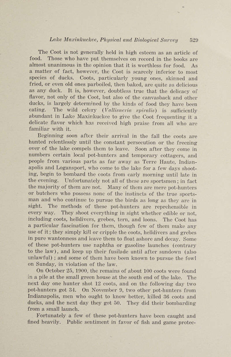 The Coot is not generally held in high esteem as an article of food. Those who have put themselves on record in the books are almost unanimous in the opinion that it is worthless for food. As a matter of fact, however, the Coot is scarcely inferior to most species ol ducks. Coots, particularly young ones, skinned and fried, or even old ones parboiled, then baked, are quite as delicious as any duck. It is, however, doubtless true that the delicacy of flavor, not only of the Coot, but also of the canvasback and other ducks, is largely determined by the kinds of food thej^ have been eating. The wild celery (Vallisneria spiralis) is sufficiently abundant in Lake Maxinkuckee to give the Coot frequenting it a delicate flavor which has received higffi praise from all who are familiar with it. Beginning soon after their arrival in the fall the coots are hunted relentlessly until the constant persecution or the freezing over of the lake compels them to leave. Soon after they come in numbers certain local pot-hunters and temporary cottagers, and people from various parts as far away as Terre Haute, Indian¬ apolis and Logansport, who come to the lake for a few days shoot¬ ing, begin to bombard the coots from early morning until late in the evening. Unfortunately not all of these are sportsmen; in fact the majority of them are not. Many of them are mere pot-hunters or butchers who possess none of the instincts of the true sports¬ man and who continue to pursue the birds as long as they are in sight. The methods of these pot-hunters are reprehensible in every way. They shoot everything in sight whether edible or not, including coots, helldivers, grebes, tern, and loons. The Coot has a particular fascination for them, though few of them make any use of it; they simply kill or cripple the coots, helldivers and grebes in pure wantonness and leave them to float ashore and decay. Some of these pot-hunters use naphtha or gasoline launches (contrary to the law), and keep up their fusilade until after sundown (also unlawful) ; and some of them have been known to pursue the fowl on Sunday, in violation of the law. On October 25, 1900, the remains of about 100 coots were found in a pile at the small green house at the south end of the lake. The next day one hunter shot 12 coots, and on the following day two pot-hunters got 34. On November 9, two other pot-hunters from Indianapolis, men who ought to know better, killed 36 coots and ducks, and the next day they got 50. They did their bombarding from a small launch. Fortunately a few of these pot-hunters have been caught and fined heavily. Public sentiment in favor of fish and game protec-