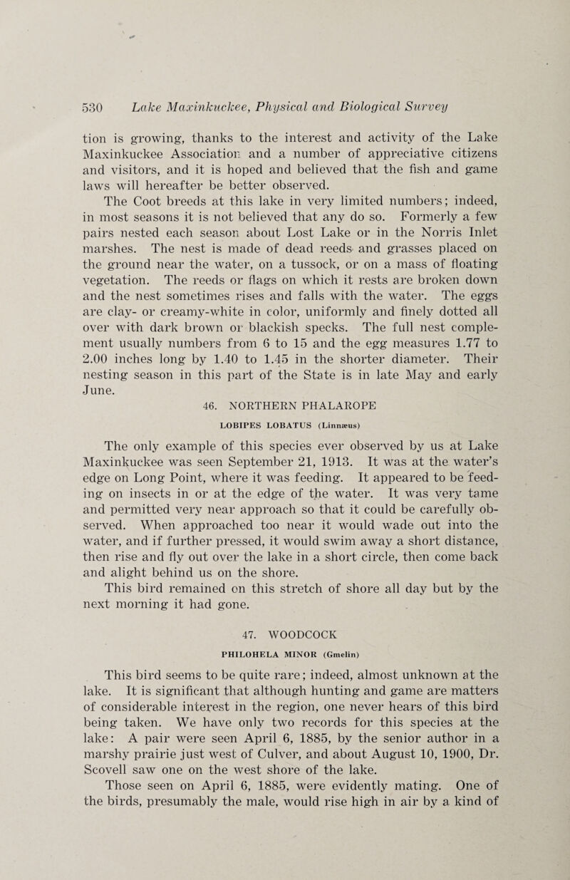 tion is growing, thanks to the interest and activity of the Lake Maxinkuckee Association and a number of appreciative citizens and visitors, and it is hoped and believed that the fish and game laws will hereafter be better observed. The Coot breeds at this lake in very limited numbers; indeed, in most seasons it is not believed that any do so. Formerly a few pairs nested each season about Lost Lake or in the Norris Inlet marshes. The nest is made of dead reeds and grasses placed on the ground near the water, on a tussock, or on a mass of floating vegetation. The reeds or flags on which it rests are broken down and the nest sometimes rises and falls with the water. The eggs are clay- or creamy-white in color, uniformly and finely dotted all over with dark brown or blackish specks. The full nest comple¬ ment usually numbers from 6 to 15 and the egg measures 1.77 to 2.00 inches long by 1.40 to 1.45 in the shorter diameter. Their nesting season in this part of the State is in late May and early June. 46. NORTHERN PHALAROPE LOBIPES LOBATUS (Linnseus) The only example of this species ever observed by us at Lake Maxinkuckee was seen September 21, 1913. It was at the water’s edge on Long Point, where it was feeding. It appeared to be feed¬ ing on insects in or at the edge of the water. It was very tame and permitted very near approach so that it could be carefully ob¬ served. When approached too near it would wade out into the water, and if further pressed, it would swim away a short distance, then rise and fly out over the lake in a short circle, then come back and alight behind us on the shore. This bird remained on this stretch of shore all day but by the next morning it had gone. 47. WOODCOCK PHILOHELA MINOR (Gmelin) This bird seems to be quite rare; indeed, almost unknown at the lake. It is significant that although hunting and game are matters of considerable interest in the region, one never hears of this bird being taken. We have only two records for this species at the lake: A pair were seen April 6, 1885, by the senior author in a marshy prairie just west of Culver, and about August 10, 1900, Dr. Scovell saw one on the west shore of the lake. Those seen on April 6, 1885, were evidently mating. One of the birds, presumably the male, would rise high in air by a kind of