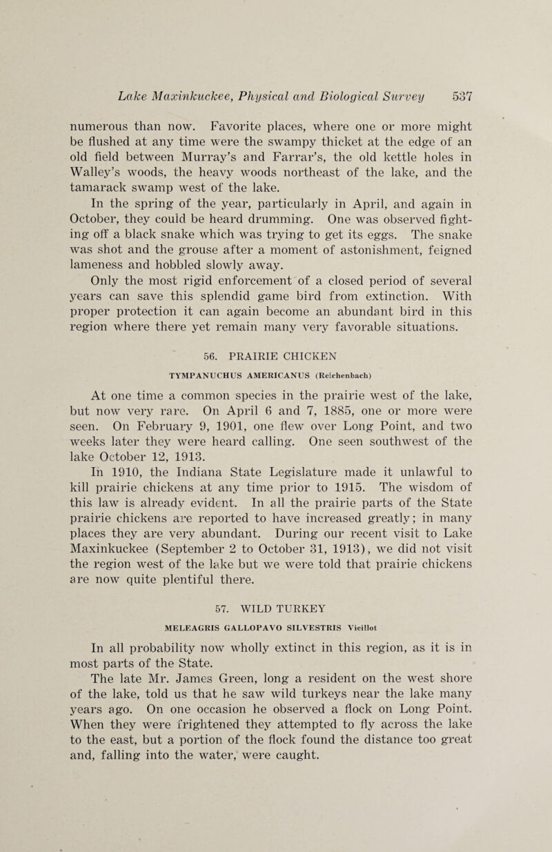 numerous than now. Favorite places, where one or more might be flushed at any time were the swampy thicket at the edge of an old field between Murray’s and Farrar’s, the old kettle holes in Walley’s woods, the heavy woods northeast of the lake, and the tamarack swamp west of the lake. In the spring of the year, particularly in April, and again in October, they could be heard drumming. One was observed fight¬ ing off a black snake which was trying to get its eggs. The snake was shot and the grouse after a moment of astonishment, feigned lameness and hobbled slowly away. Only the most rigid enforcement of a closed period of several years can save this splendid game bird from extinction. With proper protection it can again become an abundant bird in this region where there yet remain many very favorable situations. 56. PRAIRIE CHICKEN TYMPANUCHUS AMERICANUS (Reiehenbach) At one time a common species in the prairie west of the lake, but now very rare. On April 6 and 7, 1885, one or more were seen. On February 9, 1901, one flew over Long Point, and two weeks later they were heard calling. One seen southwest of the lake October 12, 1913. In 1910, the Indiana State Legislature made it unlawful to kill prairie chickens at any time prior to 1915. The wisdom of this law is already evident. In all the prairie parts of the State prairie chickens are reported to have increased greatly; in many places they are very abundant. During our recent visit to Lake Maxinkuckee (September 2 to October 31, 1913), we did not visit the region west of the lake but we were told that prairie chickens are now quite plentiful there. 57. WILD TURKEY MELEAGRIS GALLOPAVO SILVESTRIS Vieillot In all probability now wholly extinct in this region, as it is in most parts of the State. The late Mr. James Green, long a resident on the west shore of the lake, told us that he saw wild turkeys near the lake many years ago. On one occasion he observed a flock on Long Point. When they were frightened they attempted to fly across the lake to the east, but a portion of the flock found the distance too great and, falling into the water, were caught.