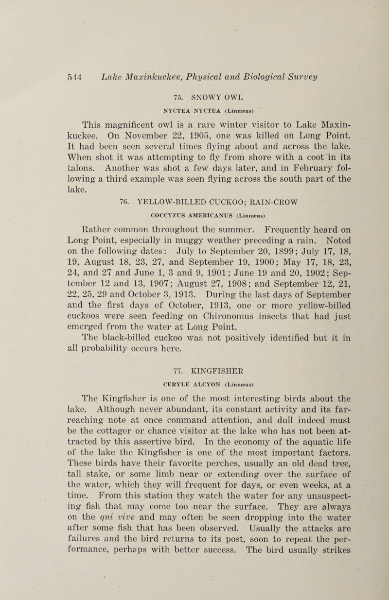 75. SNOWY OWL NYCTEA NYCTEA (Linnanis) This magnificent owl is a rare winter visitor to Lake Maxin¬ kuckee. On November 22, 1905, one was killed on Long: Point. It had been seen several times flying about and across the lake. When shot it was attempting to fly from shore with a coot in its talons. Another was shot a few days later, and in February fol¬ lowing a third example was seen flying across the south part of the lake. 76. YELLOW-BILLED CUCKOO; RAIN-CROW COCCYZUS AMERICANUS (Linnaeus) Rather common throughout the summer. Frequently heard on Long Point, especially in muggy weather preceding a rain. Noted on the following dates: July to September 20, 1899; July 17, 18, 19, August 18, 23, 27, and September 19, 1900; May 17, 18, 23, 24, and 27 and June 1, 3 and 9, 1901; June 19 and 20, 1902; Sep¬ tember 12 and 13, 1907; August 27, 1908; and September 12, 21, 22, 25, 29 and October 3, 1913. During the last days of September and the first days of October, 1913, one or more yellow-billed cuckoos were seen feeding on Chironomus insects that had just emerged from the water at Long Point. The black-billed cuckoo was not positively identified but it in all probability occurs here. 77. KINGFISHER CERYLE ALCYON (Linnanis) The Kingfisher is one of the most interesting birds about the lake. Although never abundant, its constant activity and its far- reaching note at once command attention, and dull indeed must be the cottager or chance visitor at the lake who has not been at¬ tracted by this assertive bird. In the economy of the aquatic life of the lake the Kingfisher is one of the most important factors. These birds have their favorite perches, usually an old dead tree, tall stake, or some limb near or extending over the surface of the water, which they will frequent for days, or even weeks, at a time. From this station they watch the water for any unsuspect¬ ing fish that may come too near the surface. They are always on the qui vive and may often be seen dropping into the water after some fish that has been observed. Usually the attacks are failures and the bird returns to its post, soon to repeat the per¬ formance, perhaps with better success. The bird usually strikes