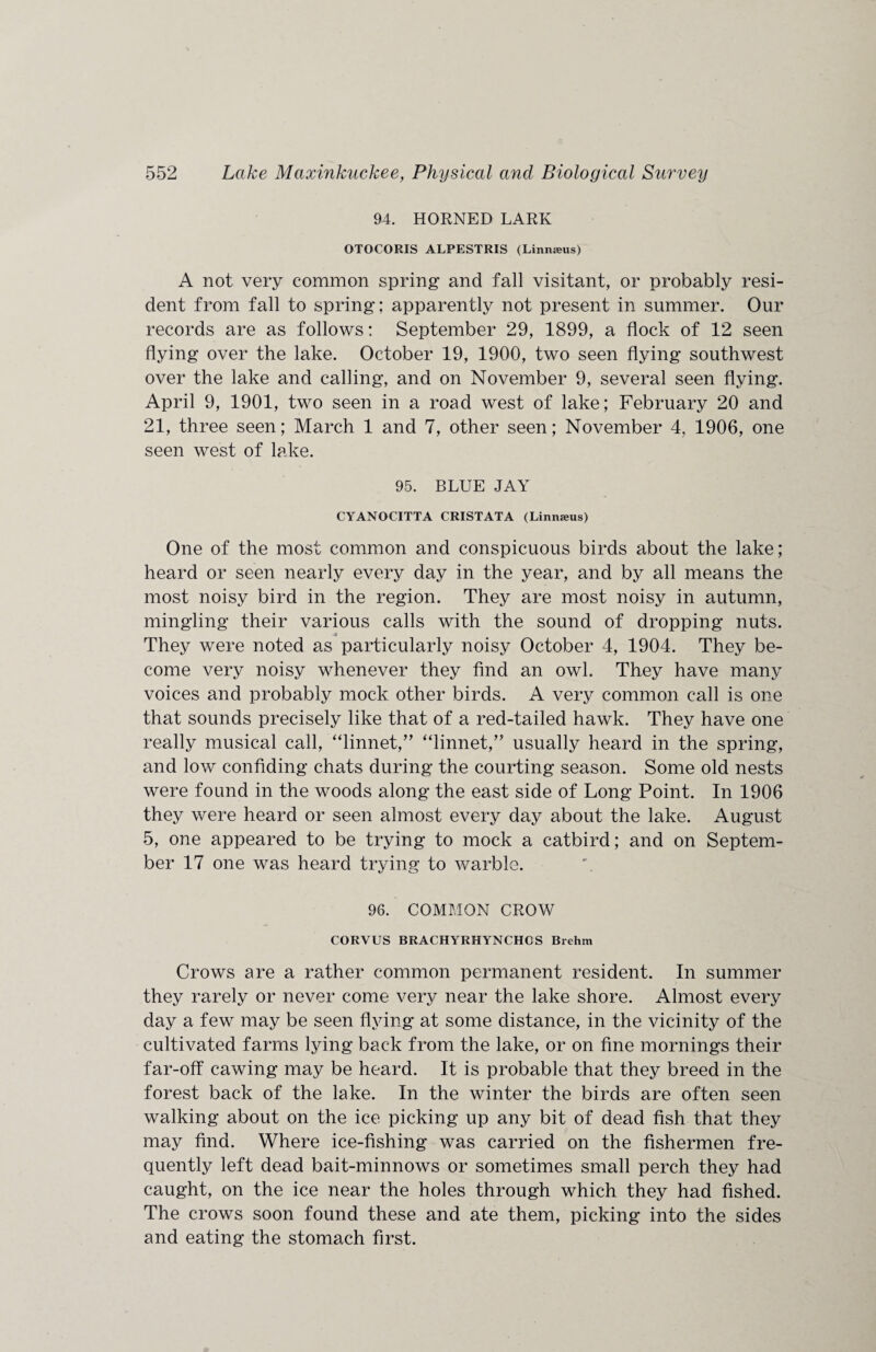 94. HORNED LARK OTOCORIS ALPESTRIS (Linnseus) A not very common spring and fall visitant, or probably resi¬ dent from fall to spring; apparently not present in summer. Our records are as follows: September 29, 1899, a flock of 12 seen flying over the lake. October 19, 1900, two seen flying southwest over the lake and calling, and on November 9, several seen flying. April 9, 1901, two seen in a road west of lake; February 20 and 21, three seen; March 1 and 7, other seen; November 4, 1906, one seen west of lake. 95. BLUE JAY CYANOCITTA CRISTATA (Linnseus) One of the most common and conspicuous birds about the lake; heard or seen nearly every day in the year, and by all means the most noisy bird in the region. They are most noisy in autumn, mingling their various calls with the sound of dropping nuts. They were noted as particularly noisy October 4, 1904. They be¬ come very noisy whenever they find an owl. They have many voices and probably mock other birds. A very common call is one that sounds precisely like that of a red-tailed hawk. They have one really musical call, “linnet,” “linnet/’ usually heard in the spring, and low confiding chats during the courting season. Some old nests were found in the woods along the east side of Long Point. In 1906 they were heard or seen almost every day about the lake. August 5, one appeared to be trying to mock a catbird; and on Septem¬ ber 17 one was heard trying to warble. 96. COMMON CROW CORVUS BRACHYRHYNCHGS Brehm Crows are a rather common permanent resident. In summer they rarely or never come very near the lake shore. Almost every day a few may be seen flying at some distance, in the vicinity of the cultivated farms lying back from the lake, or on fine mornings their far-off cawing may be heard. It is probable that they breed in the forest back of the lake. In the winter the birds are often seen walking about on the ice picking up any bit of dead fish that they may find. Where ice-fishing was carried on the fishermen fre¬ quently left dead bait-minnows or sometimes small perch they had caught, on the ice near the holes through which they had fished. The crows soon found these and ate them, picking into the sides and eating the stomach first.