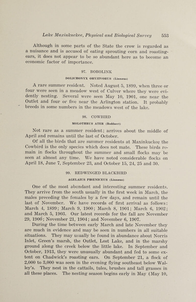 Although in some parts of the State the crow is regarded as a nuisance and is accused of eating sprouting corn and roasting- ears, it does not appear to be so abundant here as to become an economic factor of importance. 97. BOBOLINK DOLICHONYX ORYZIVORUS (Linnseus) A rare summer resident. Noted August 5, 1899, when three or four were seen in a meadow west of Culver where they were evi¬ dently nesting. Several were seen May 10, 1901, one near the Outlet and four or five near the Arlington station. It probably breeds in some numbers in the meadows west of the lake. 98. COWBIRD MOLOTHRUS ATER (Boddaert) Not rare as a summer resident; arrives about the middle of April and remains until the last of October. Of all the birds that are summer residents at Maxinkuckee the Cowbird is the only species which does not mate. These birds re¬ main in flocks throughout the summer and small flocks may be seen at almost any time. We have noted considerable flocks on April 18, June 7, September 23, and October 15, 24, 25 and 30. 99. REDWINGED BLACKBIRD AGELAIUS PHCENICEUS (Linnseus) One of the most abundant and interesting summer residents. They arrive from the south usually in the first week in March, the males preceding the females by a few days, and remain until the last of November. We have records of first arrival as follows: March 4, 1899; March 9, 1900; March 8, 1901; March 6, 1902; and March 5, 1903. Our latest records for the fall are November 29, 1900; November 21, 1904; and November 6, 1907. During the time between early March and late November they are much in evidence and may be seen in numbers in all suitable situations. They may usually be found in abundance about Norris Inlet, Green’s marsh, the Outlet, Lost Lake, and in the marshy ground along the creek below the little lake. In September and October, 1913, they were unusually abundant and fed to some ex¬ tent on Chadwick’s roasting ears. On September 21, a flock of 2,000 to 3,000 was seen in the evening flying southeast below Wal- ley’s. They nest in the cattails, tules, brushes and tall grasses in all these places. The nesting season begins early in May (May 10,