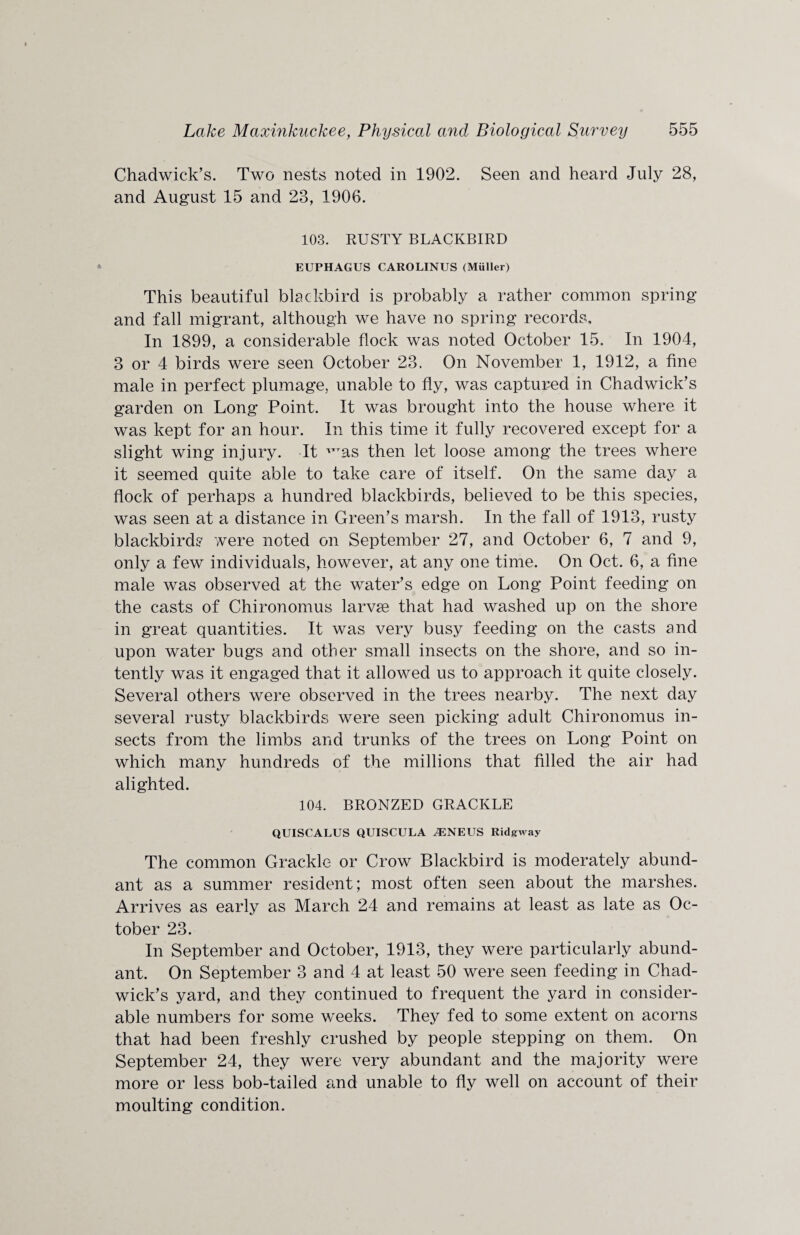 Chadwick’s. Two nests noted in 1902. Seen and heard July 28, and August 15 and 23, 1906. 103. RUSTY BLACKBIRD EUPHAGUS CAROLINUS (Muller) This beautiful blackbird is probably a rather common spring and fall migrant, although we have no spring records. In 1899, a considerable flock was noted October 15. In 1904, 3 or 4 birds were seen October 23. On November 1, 1912, a fine male in perfect plumage, unable to fly, was captured in Chadwick’s garden on Long Point, It was brought into the house where it was kept for an hour. In this time it fully recovered except for a slight wing injury. It 'TTas then let loose among the trees where it seemed quite able to take care of itself. On the same day a flock of perhaps a hundred blackbirds, believed to be this species, was seen at a distance in Green’s marsh. In the fall of 1913, rusty blackbirds were noted on September 27, and October 6, 7 and 9, only a few individuals, however, at any one time. On Oct. 6, a fine male was observed at the water’s edge on Long Point feeding on the casts of Chironomus larvae that had washed up on the shore in great quantities. It was very busy feeding on the casts and upon water bugs and other small insects on the shore, and so in¬ tently was it engaged that it allowed us to approach it quite closely. Several others were observed in the trees nearby. The next day several rusty blackbirds were seen picking adult Chironomus in¬ sects from the limbs and trunks of the trees on Long Point on which many hundreds of the millions that filled the air had alighted. 104. BRONZED GRACKLE QUISCALUS QUISCULA ^NEUS Ridgway The common Grackle or Crow Blackbird is moderately abund¬ ant as a summer resident; most often seen about the marshes. Arrives as early as March 24 and remains at least as late as Oc¬ tober 23. In September and October, 1913, they were particularly abund¬ ant. On September 3 and 4 at least 50 were seen feeding in Chad¬ wick’s yard, and they continued to frequent the yard in consider¬ able numbers for some weeks. They fed to some extent on acorns that had been freshly crushed by people stepping on them. On September 24, they were very abundant and the majority were more or less bob-tailed and unable to fly well on account of their moulting condition.