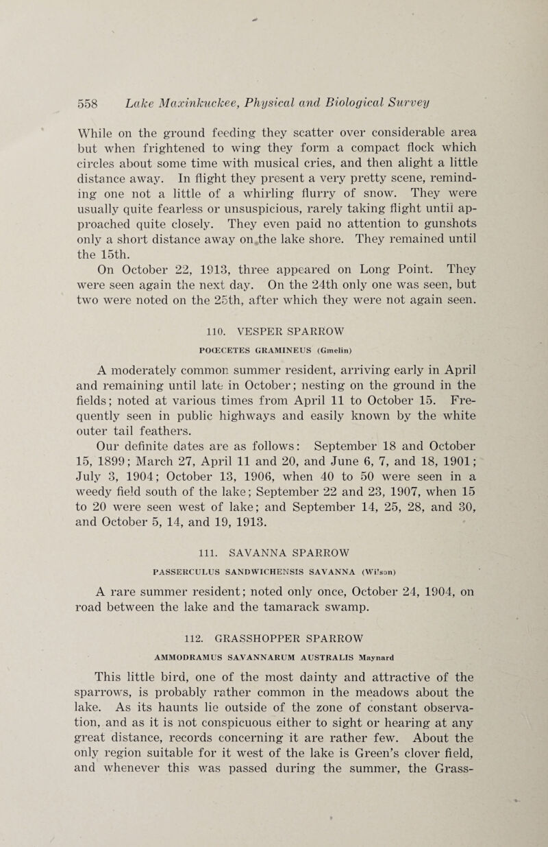 While on the ground feeding they scatter over considerable area but when frightened to wing they form a compact flock which circles about some time with musical cries, and then alight a little distance away. In flight they present a very pretty scene, remind¬ ing one not a little of a whirling flurry of snow. They were usually quite fearless or unsuspicious, rarely taking flight until ap¬ proached quite closely. They even paid no attention to gunshots only a short distance away on the lake shore. They remained until the 15th. On October 22, 1913, three appeared on Long Point. They were seen again the next day. On the 24th only one was seen, but two were noted on the 25th, after which they were not again seen. 110. VESPER SPARROW POCECETES GRAMINEUS (Gmelin) A moderately common summer resident, arriving early in April and remaining until late in October; nesting on the ground in the fields; noted at various times from April 11 to October 15. Fre¬ quently seen in public highways and easily known by the white outer tail feathers. Our definite dates are as follows: September 18 and October 15, 1899; March 27, April 11 and 20, and June 6, 7, and 18, 1901; July 3, 1904; October 13, 1906, when 40 to 50 were seen in a weedy field south of the lake; September 22 and 23, 1907, when 15 to 20 were seen west of lake; and September 14, 25, 28, and 30, and October 5, 14, and 19, 1913. 111. SAVANNA SPARROW PASSERCULUS SANDWICHENSIS SAVANNA (Wilson) A rare summer resident; noted only once, October 24, 1904, on road between the lake and the tamarack swamp. 112. GRASSHOPPER SPARROW AMMODRAMUS SAVANNARUM AUSTRALIS Maynard This little bird, one of the most dainty and attractive of the sparrows, is probably rather common in the meadows about the lake. As its haunts lie outside of the zone of constant observa¬ tion, and as it is not conspicuous either to sight or hearing at any great distance, records concerning it are rather few. About the only region suitable for it west of the lake is Green's clover field, and whenever this was passed during the summer, the Grass-
