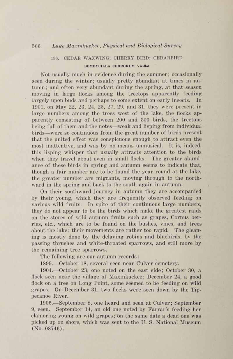 136. CEDAR WAXWING; CHERRY BIRD; CEDARBIRD BOMBYCILLA CEDRORUM Vieillot Not usually much in evidence during the summer; occasionally seen during the winter; usually pretty abundant at times in au¬ tumn ; and often very abundant during the spring, at that season moving in large flocks among the treetops apparently feeding largely upon buds and perhaps to some extent on early insects. In 1901, on May 22, 23, 24, 25, 27, 29, and 31, they were present in large numbers among the trees west of the lake, the flocks ap¬ parently consisting of between 200 and 300 birds, the treetops being full of them and the notes—weak and lisping from individual birds—were so continuous from the great number of birds present that the united effect was conspicuous enough to attract even the most inattentive, and was by no means unmusical. It is, indeed, this lisping whisper that usually attracts attention to the birds when they travel about even in small flocks. The greater abund¬ ance of these birds in spring and autumn seems to indicate that, though a fair number are to be found the year round at the lake, the greater number are migrants, moving through to the north¬ ward in the spring and back to the south again in autumn. On their southward journey in autumn they are accompanied by their young, which they are frequently observed feeding on various wild fruits. In spite of their continuous large numbers, they do not appear to be the birds which make the greatest raids on the stores of wild autumn fruits such as grapes, Cornus ber¬ ries, etc., which are to be found on the bushes, vines, and trees about the lake; their movements are rather too rapid. The glean¬ ing is mostly done by the delaying robins and bluebirds, by the passing thrushes and white-throated sparrows, and still more by the remaining tree sparrows. The following are our autumn records: 1899.—October 18, several seen near Culver cemetery. 1904.—October 23, one noted on the east side; October 30, a flock seen near the village of Maxinkuckee; December 24, a good flock on a tree on Long Point, some seemed to be feeding on wild grapes. On December 31, two flocks were seen down by the Tip¬ pecanoe River. 1906.—September 8, one heard and seen at Culver; September 9, seen. September 14, an old one noted by Farrar’s feeding her clamoring young on wild grapes; on the same date a dead one was picked up on shore, which was sent to the U. S. National Museum (No. 08746).