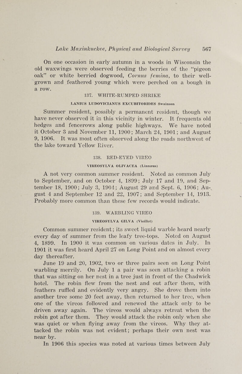 On one occasion in early autumn in a woods in Wisconsin the old waxwings were observed feeding the berries of the “pigeon oak” or white berried dogwood, Cornus femina, to their well- grown and feathered young which were perched on a bough in a row. 137. WHITE-RUMPED SHRIKE LANIUS LUDOVICIANUS EXCUBITOIIIDES Swainson Summer resident, possibly a permanent resident, though we have never observed it in this vicinity in winter. It frequents old hedges and fencerows along public highways. We have noted it October 3 and November 11, 1900; March 24, 1901; and August 9, 1906. It was most often observed along the roads northwest of the lake toward Yellow River. 138. RED-EYED VIREO VIREOSYLVA OLIVACEA (Linnieus) A not very common summer resident. Noted as common July to September, and on October 4, 1899; July 17 and 19, and Sep¬ tember 18, 1900; July 3, 1904; August 29 and Sept. 6, 1906; Au¬ gust 4 and September 12 and 22, 1907; and September 14, 1913. Probably more common than these few records would indicate. 139. WARBLING YIREO VIREOSYLVA GILVA (Vieillot) Common summer resident; its sweet liquid warble heard nearly every day of summer from the leafy tree-tops. Noted on August 4, 1899. In 1900 it was common on various dates in July. In 1901 it was first heard April 27 on Long Point and on almost every day thereafter. June 19 and 20, 1902, two or three pairs seen on Long Point warbling merrily. On July 1 a pair was seen attacking a robin that was sitting on her nest in a tree just in front of the Chadwick hotel. The robin flew from the nest and out after them, with feathers ruffled and evidently very angry. She drove them into another tree some 20 feet away, then returned to her tree, when one of the vireos followed and renewed the attack only to be driven away again. The vireos would always retreat when the robin got after them. They would attack the robin only when she was quiet or when flying away from the vireos. Why they at¬ tacked the robin was not evident; perhaps their own nest was near by. In 1906 this species was noted at various times between July