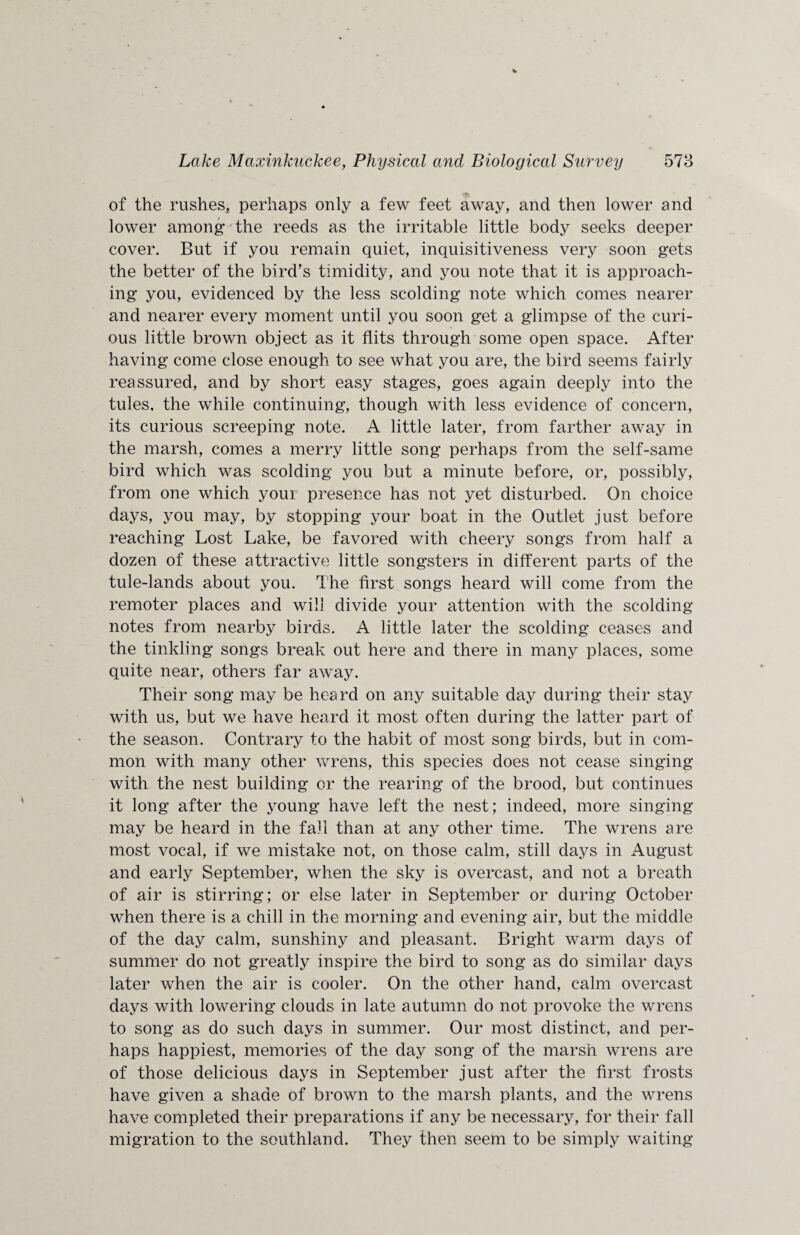 of the rushes, perhaps only a few feet away, and then lower and lower among the reeds as the irritable little body seeks deeper cover. But if you remain quiet, inquisitiveness very soon gets the better of the bird’s timidity, and you note that it is approach¬ ing you, evidenced by the less scolding note which comes nearer and nearer every moment until you soon get a glimpse of the curi¬ ous little brown object as it flits through some open space. After having come close enough to see what you are, the bird seems fairly reassured, and by short easy stages, goes again deeply into the tules, the while continuing, though with less evidence of concern, its curious screeping note. A little later, from farther away in the marsh, comes a merry little song perhaps from the self-same bird which was scolding you but a minute before, or, possibly, from one which your presence has not yet disturbed. On choice days, you may, by stopping your boat in the Outlet just before reaching Lost Lake, be favored with cheery songs from half a dozen of these attractive little songsters in different parts of the tule-lands about you. The first songs heard will come from the remoter places and will divide your attention with the scolding notes from nearby birds. A little later the scolding ceases and the tinkling songs break out here and there in many places, some quite near, others far away. Their song may be heard on any suitable day during their stay with us, but we have heard it most often during the latter part of the season. Contrary to the habit of most song birds, but in com¬ mon with many other wrens, this species does not cease singing with the nest building or the rearing of the brood, but continues it long after the young have left the nest; indeed, more singing may be heard in the fall than at any other time. The wrens are most vocal, if we mistake not, on those calm, still days in August and early September, when the sky is overcast, and not a breath of air is stirring; or else later in September or during October when there is a chill in the morning and evening air, but the middle of the day calm, sunshiny and pleasant. Bright warm days of summer do not greatly inspire the bird to song as do similar days later when the air is cooler. On the other hand, calm overcast days with lowering clouds in late autumn do not provoke the wrens to song as do such days in summer. Our most distinct, and per¬ haps happiest, memories of the day song of the marsh wrens are of those delicious days in September just after the first frosts have given a shade of brown to the marsh plants, and the wrens have completed their preparations if any be necessary, for their fall migration to the southland. They then seem to be simply waiting