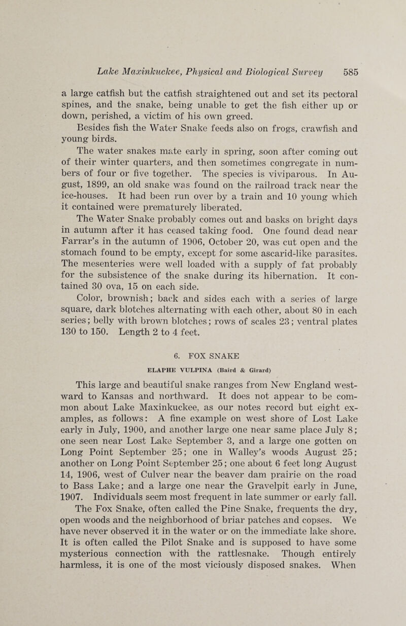 a large catfish but the catfish straightened out and set its pectoral spines, and the snake, being unable to get the fish either up or down, perished, a victim of his own greed. Besides fish the Water Snake feeds also on frogs, crawfish and young birds. The water snakes mate early in spring, soon after coming out of their winter quarters, and then sometimes congregate in num¬ bers of four or five together. The species is viviparous. In Au¬ gust, 1899, an old snake was found on the railroad track near the ice-houses. It had been run over by a train and 10 young which it contained were prematurely liberated. The Water Snake probably comes out and basks on bright days in autumn after it has ceased taking food. One found dead near Farrar's in the autumn of 1906, October 20, was cut open and the stomach found to be empty, except for some ascarid-like parasites. The mesenteries were well loaded with a supply of fat probably for the subsistence of the snake during its hibernation. It con¬ tained 30 ova, 15 on each side. Color, brownish; back and sides each with a series of large square, dark blotches alternating with each other, about 80 in each series; belly with brown blotches; rows of scales 23; ventral plates 130 to 150. Length 2 to 4 feet. 6. FOX SNAKE ELAPHE VULPINA (Baird & Girard) This large and beautiful snake ranges from New England west¬ ward to Kansas and northward. It does not appear to be com¬ mon about Lake Maxinkuekee, as our notes record but eight ex¬ amples, as follows: A fine example on west shore of Lost Lake early in July, 1900, and another large one near same place July 8; one seen near Lost Lake September 3, and a large one gotten on Long Point September 25; one in Walley's woods August 25; another on Long Point September 25; one about 6 feet long August 14, 1906, west of Culver near the beaver dam prairie on the road to Bass Lake; and a large one near the Gravelpit early in June, 1907. Individuals seem most frequent in late summer or early fall. The Fox Snake, often called the Pine Snake, frequents the dry, open woods and the neighborhood of briar patches and copses. We have never observed it in the water or on the immediate lake shore. It is often called the Pilot Snake and is supposed to have some mysterious connection with the rattlesnake. Though entirely harmless, it is one of the most viciously disposed snakes. When