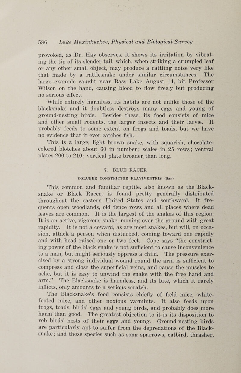 provoked, as Dr. Hay observes, it shows its irritation by vibrat¬ ing the tip of its slender tail, which, when striking a crumpled leaf or any other small object, may produce a rattling noise very like that made by a rattlesnake under similar circumstances. The large example caught near Bass Lake August 14, bit Professor Wilson on the hand, causing blood to flow freely but producing no serious effect. While entirely harmless, its habits are not unlike those of the blacksnake and it doubtless destroys many eggs and young of ground-nesting birds. Besides these, its food consists of mice and other small rodents, the larger insects and their larvae. It probably feeds to some extent on frogs and toads, but we have no evidence that it ever catches fish. This is a large, light brown snake, with squarish, chocolate- colored blotches about 60 in number; scales in 25 rows; ventral plates 200 to 210; vertical plate broader than long. 7. BLUE RACER COLUBER CONSTRICTOR FLAVIVENTRIS (Say) This common and familiar reptile, also known as the Black- snake or Black Racer, is found pretty generally distributed throughout the eastern United States and southward. It fre¬ quents open woodlands, old fence rows and all places where dead leaves are common. It is the largest of the snakes of this region. It is an active, vigorous snake, moving over the ground with great rapidity. It is not a coward, as are most snakes, but will, on occa¬ sion, attack a person when disturbed, coming toward one rapidly and with head raised one or two feet. Cope says “the constrict¬ ing power of the black snake is not sufficient to cause inconvenience to a man, but might seriously oppress a child. The pressure exer¬ cised by a strong individual wound round the arm is sufficient to compress and close the superficial veins, and cause the muscles to ache, but it is easy to unwind the snake with the free hand and arm.” The Blacksnake is harmless, and its bite, which it rarely inflicts, only amounts to a serious scratch. The Blacksnake’s food consists chiefly of field mice, white¬ footed mice, and other noxious varmints. It also feeds upon frogs, toads, birds’ eggs and young birds, and probably does more harm than good. The greatest objection to it is its disposition to rob birds’ nests of their eggs and young. Ground-nesting birds are particularly apt to suffer from the depredations of the Black¬ snake; and those species such as song sparrows, catbird, thrasher,