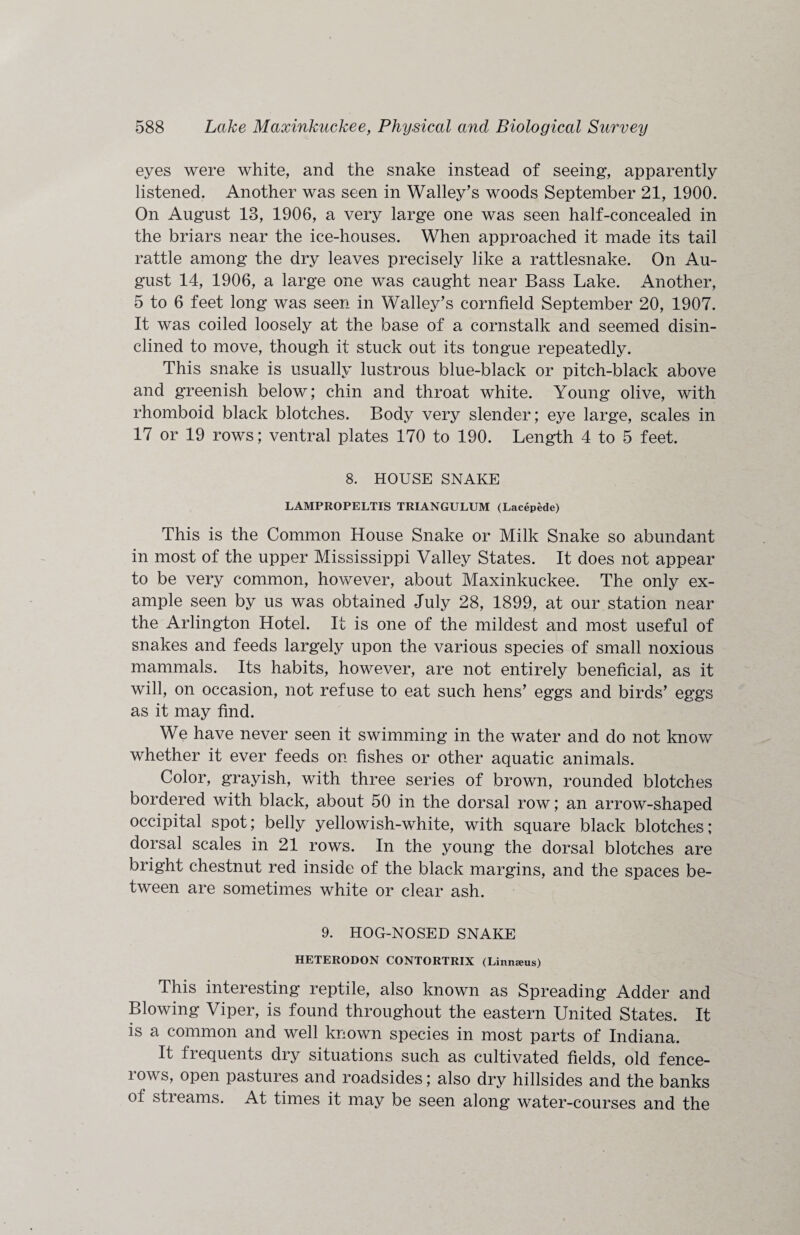 eyes were white, and the snake instead of seeing, apparently listened. Another was seen in Walley’s woods September 21, 1900. On August 13, 1906, a very large one was seen half-concealed in the briars near the ice-houses. When approached it made its tail rattle among the dry leaves precisely like a rattlesnake. On Au¬ gust 14, 1906, a large one was caught near Bass Lake. Another, 5 to 6 feet long was seen in Walley’s cornfield September 20, 1907. It was coiled loosely at the base of a cornstalk and seemed disin¬ clined to move, though it stuck out its tongue repeatedly. This snake is usually lustrous blue-black or pitch-black above and greenish below; chin and throat white. Young olive, with rhomboid black blotches. Body very slender; eye large, scales in 17 or 19 rows; ventral plates 170 to 190. Length 4 to 5 feet. 8. HOUSE SNAKE LAMPROPELTIS TRIANGULUM (Lacepede) This is the Common House Snake or Milk Snake so abundant in most of the upper Mississippi Valley States. It does not appear to be very common, however, about Maxinkuckee. The only ex¬ ample seen by us was obtained July 28, 1899, at our station near the Arlington Hotel. It is one of the mildest and most useful of snakes and feeds largely upon the various species of small noxious mammals. Its habits, however, are not entirely beneficial, as it will, on occasion, not refuse to eat such hens’ eggs and birds’ eggs as it may find. We have never seen it swimming in the water and do not know whether it ever feeds on fishes or other aquatic animals. Color, grayish, with three series of brown, rounded blotches bordered with black, about 50 in the dorsal row; an arrow-shaped occipital spot; belly yellowish-white, with square black blotches; dorsal scales in 21 rows. In the young the dorsal blotches are bright chestnut red inside of the black margins, and the spaces be¬ tween are sometimes white or clear ash. 9. HOG-NOSED SNAKE HETERODON CONTORTRIX (Linmeus) This interesting reptile, also known as Spreading Adder and Blowing Viper, is found throughout the eastern United States. It is a common and well known species in most parts of Indiana. It frequents dry situations such as cultivated fields, old fence- iows, open pastures and roadsides; also dry hillsides and the banks of streams. At times it may be seen along water-courses and the