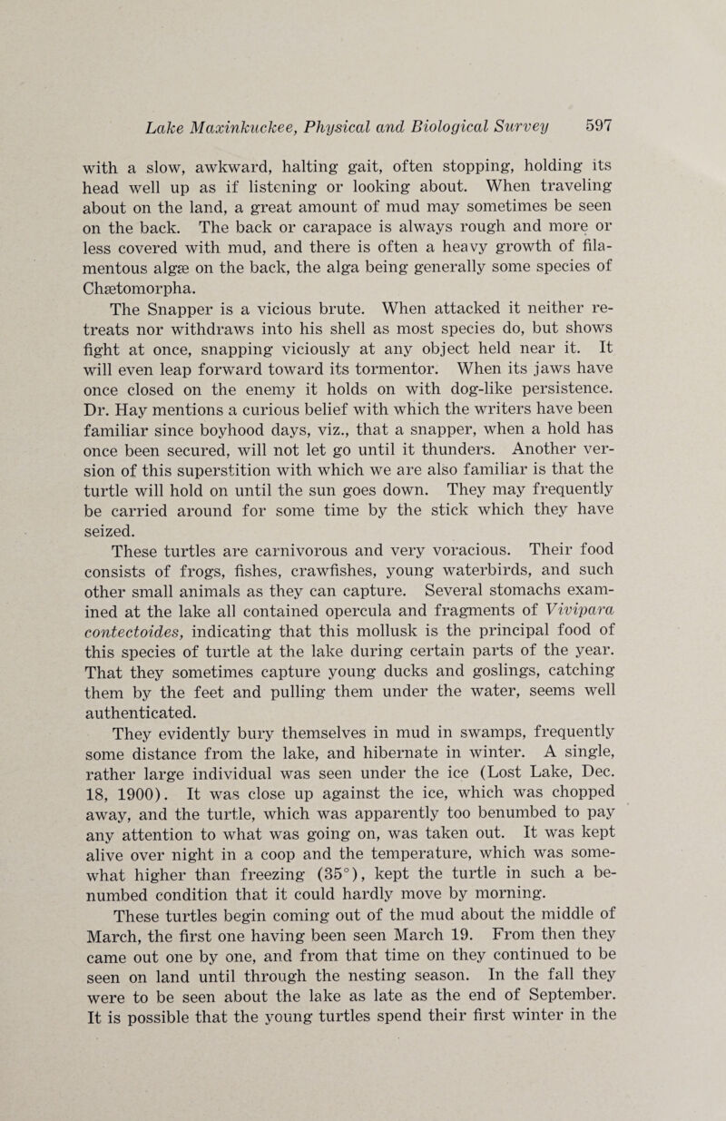with a slow, awkward, halting gait, often stopping, holding its head well up as if listening or looking about. When traveling about on the land, a great amount of mud may sometimes be seen on the back. The back or carapace is always rough and more or less covered with mud, and there is often a heavy growth of fila¬ mentous algse on the back, the alga being generally some species of Chsetomorpha. The Snapper is a vicious brute. When attacked it neither re¬ treats nor withdraws into his shell as most species do, but shows fight at once, snapping viciously at any object held near it. It will even leap forward toward its tormentor. When its jaws have once closed on the enemy it holds on with dog-like persistence. Dr. Hay mentions a curious belief with which the writers have been familiar since boyhood days, viz., that a snapper, when a hold has once been secured, will not let go until it thunders. Another ver¬ sion of this superstition with which we are also familiar is that the turtle will hold on until the sun goes down. They may frequently be carried around for some time by the stick which they have seized. These turtles are carnivorous and very voracious. Their food consists of frogs, fishes, crawfishes, young waterbirds, and such other small animals as they can capture. Several stomachs exam¬ ined at the lake all contained opercula and fragments of Viviyara contectoides, indicating that this mollusk is the principal food of this species of turtle at the lake during certain parts of the year. That they sometimes capture young ducks and goslings, catching them by the feet and pulling them under the water, seems well authenticated. They evidently bury themselves in mud in swamps, frequently some distance from the lake, and hibernate in winter. A single, rather large individual was seen under the ice (Lost Lake, Dec. 18, 1900). It was close up against the ice, which was chopped away, and the turtle, which was apparently too benumbed to pay any attention to what was going on, was taken out. It was kept alive over night in a coop and the temperature, which was some¬ what higher than freezing (85°), kept the turtle in such a be¬ numbed condition that it could hardly move by morning. These turtles begin coming out of the mud about the middle of March, the first one having been seen March 19. From then they came out one by one, and from that time on they continued to be seen on land until through the nesting season. In the fall they were to be seen about the lake as late as the end of September. It is possible that the young turtles spend their first winter in the