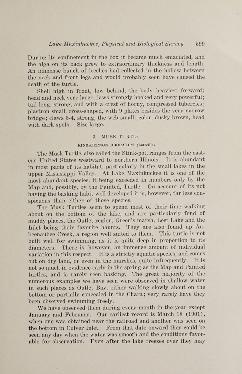 During its confinement in the box it became much emaciated, and the alga on its back grew to extraordinary thickness and length. An immense bunch of leeches had collected in the hollow between the neck and front legs and would probably soon have caused the death of the turtle. Shell high in front, low behind, the body heaviest forward; head and neck very large, jaws strongly hooked and very powerful; tail long, strong, and with a crest of horny, compressed tubercles; plastron small, cross-shaped, with 9 plates besides the very narrow bridge; claws 5-4, strong, the web small; color, dusky brown, head with dark spots. Size large. 3. MUSK TURTLE KINOSTERNON ODORATUM (Latreille) The Musk Turtle, also called the Stink-pot, ranges from the east¬ ern United States westward to northern Illinois. It is abundant in most parts of its habitat, particularly in the small lakes in the upper Mississippi Valley. At Lake Maxinkuckee it is one of the most abundant species, it being exceeded in numbers only by the Map and, possibly, by the Painted, Turtle. On account of its not having the basking habit well developed it is, however, far less con¬ spicuous than either of those species. The Musk Turtles seem to spend most of their time walking about on the bottom of the lake, and are particularly fond of muddy places, the Outlet region, Green’s marsh, Lost Lake and the Inlet being their favorite haunts. They are also found up Au- beenaubee Creek, a region well suited to them. This turtle is not built well for swimming, as it is quite deep in proportion to its diameters. There is, however, an immense amount of individual variation in this respect. It is a strictly aquatic species, and comes out on dry land, or even in the marshes, quite infrequently. It is not so much in evidence early in the spring as the Map and Painted turtles, and is rarely seen basking. The great majority of the numerous examples we have seen were observed in shallow water in such places as Outlet Bay, either walking slowly about on the bottom or partially concealed in the Chara; very rarely have they been observed swimming freely. We have observed them during every month in the year except January and February. Our earliest record is March 18 (1901), when one was obtained near the railroad and another was seen on the bottom in Culver Inlet. From that date onward they could be seen any day when the water was smooth and the conditions favor¬ able for observation. Even after the lake freezes over they may