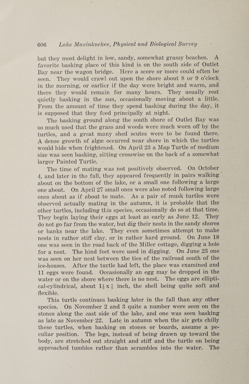 but they most delight in low, sandy, somewhat grassy beaches. A favorite basking place of this kind is on the south side of Outlet Bay near the wagon bridge. Here a score or more could often be seen. They would crawl out upon the shore about 8 or 9 o’clock, in the morning, or earlier if the day were bright and warm, and there they would remain for many hours. They usually rest quietly basking in the sun, occasionally moving about a little. From the amount of time they spend basking during the day, it is supposed that they feed principally at night. The basking ground along the south shore of Outlet Bay was so much used that the grass and weeds were much worn off by the turtles, and a great many shed scutes were to be found there. A dense growth of algae occurred near shore in which the turtles would hide when frightened. On April 23 a Map Turtle of medium size was seen basking, sitting crosswise on the back of a somewhat larger Painted Turtle. The time of mating was not positively observed. On October 4, and later in the fall, they appeared frequently in pairs walking about on the bottom of the lake, or a small one following a large one about. On April 27 small ones were also noted following large ones about as if about to mate. As a pair of musk turtles were observed actually mating in the autumn, it is probable that the other turtles, including this species, occasionally do so at that time. They begin laying their eggs at least as early as June 12. They do not go far from the water, but dig their nests in the sandy shores or banks near the lake. They even sometimes attempt to make nests in rather stiff clay, or in rather hard ground. On June 18 one was seen in the road back of the Miller cottage, digging a hole for a nest. The hind feet were used in digging. On June 23 one was seen on her nest between the ties of the railroad south of the ice-houses. After the turtle had left, the place was examined and 11 eggs were found. Occasionally an egg may be dropped in the water or on the shore where there is no nest. The eggs are ellipti¬ cal-cylindrical, about 1-J x f inch, the shell being quite soft and flexible. This turtle continues basking later in the fall than any other species. On November 2 and 3 quite a number were seen on the stones along the east side of the lake, and one was seen basking as late as November 22. Late in autumn when the air gets chilly these turtles, when basking on stones or boards, assume a pe¬ culiar position. The legs, instead of being drawn up toward the body, are stretched out straight and stiff and the turtle on being approached tumbles rather than scrambles into the water. The