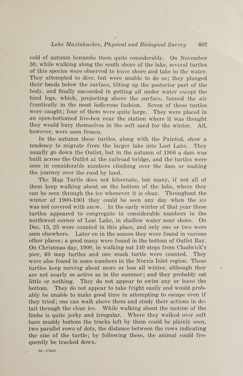cold of autumn benumbs them quite considerably. On November 30, while walking along the south shore of the lake, several turtles of this species were observed to leave shore and take to the water. They attempted to dive, but were unable to do so; they plunged their heads below the surface, tilting up the posterior part of the body, and finally succeeded in getting all under water except the hind legs, which, projecting above the surface, fanned the air frantically in the most ludicrous fashion. Seven of these turtles were caught; four of them were quite large. They were placed in an open-bottomed live-box near the station where it was thought they would bury themselves in the soft sand for the winter. All, however, were soon frozen. In the autumn these turtles, along with the Painted, show a tendency to migrate from the larger lake into Lost Lake. They usually go down the Outlet, but in the autumn of 1906 a dam was built across the Outlet at the railroad bridge, and the turtles were seen in considerable numbers climbing over the dam or making the journey over the road by land. The Map Turtle does not hibernate, but many, if not all of them keep walking about on the bottom of the lake, where they can be seen through the ice whenever it is clear. Throughout the winter of 1900-1901 they could be seen any day when the ice was not covered with snow. In the early winter of that year these turtles appeared to congregate in considerable numbers in the northwest corner of Lost Lake, in shallow water near shore. On Dec. 15, 25 were counted in this place, and only one or two were seen elsewhere. Later on in the season they were found in various other places; a good many were found in the bottom of Outlet Bay. On Christmas day, 1900, in walking out 149 steps from Chadwick’s pier, 69 map turtles and one musk turtle were counted. They were also found in some numbers in the Norris Inlet region. These turtles keep moving about more or less all winter, although they are not nearly so active as in the summer; and they probably eat little or nothing. They do not appear to swim any or leave the bottom. They do not appear to take fright easily and would prob¬ ably be unable to make good time in attempting to escape even if they tried; one can walk above them and study their actions in de¬ tail through the clear ice. While walking about the motion of the limbs is quite jerky and irregular. Where they walked over soft bare muddy bottom the tracks left by them could be plainly seen, two parallel rows of dots, the distance between the rows indicating the size of the turtle; by following these, the animal could fre¬ quently be tracked down. 39—17618