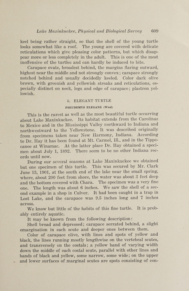 keel being rather straight, so that the shell of the young turtle looks somewhat like a roof. The young are covered with delicate reticulations which give pleasing color patterns, but which disap¬ pear more or less completely in the adult. This is one of the most inoffensive of the turtles and can hardly be induced to bite. Carapace ovate, broadest behind, the margins flaring outward, highest near the middle and not strongly convex; carapace strongly notched behind and usually decidedly keeled. Color dark olive brown, with greenish and yellowish streaks and reticulations, es¬ pecially distinct on neck, legs and edge of carapace; plastron yel¬ lowish. 5. ELEGANT TURTLE PSEUDEMYS ELEGANS (Wied) This is the rarest as well as the most beautiful turtle occurring about Lake Maxinkuckee. Its habitat extends from the Carolinas to Mexico and in the Mississippi Valley northward to Indiana and northwestward to the Yellowstone. It was described originally from specimens taken near New Harmony, Indiana. According to Dr. Hay it has been found at Mt. Carmel, Ill., and in the Tippe¬ canoe at Winamac. At the latter place Dr. Hay obtained a speci¬ men about July 1, 1892. There seem to be no other Indiana rec¬ ords until now. During our several seasons at Lake Maxinkuckee we obtained but one specimen of this turtle. This was secured by Mr. Clark June 13, 1901, at the south end of the lake near the small spring, where, about 200 feet from shore, the water was about 3 feet deep and the bottom covered with Chara. The specimen was a very fine one. The length was about 6 inches. We saw the shell of a sec¬ ond example in a shop in Culver. It had been caught in a trap in Lost Lake, and the carapace was 9.5 inches long and 7 inches across. We know but little of the habits of this fine turtle. It is prob¬ ably entirely aquatic. It may be known from the following description: Shell broad and depressed; carapace serrated behind, a slight emargination in each scute and deeper ones between them. Color of carapace olive, with lines and spots of yellow and black, the lines running mostly lengthwise on the vertebral scutes, and transversely on the costals; a yellow band of varying width down the middle of each costal scute, parallel with other lines and bands of black and yellow, some narrow, some wide; on the upper and lower surfaces of marginal scutes are spots consisting of con-