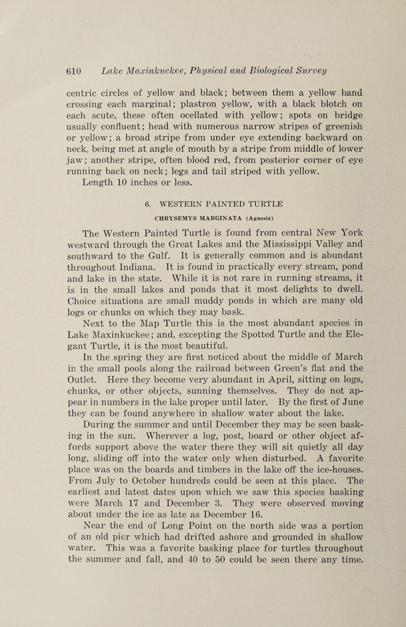centric circles of yellow and black; between them a yellow band crossing each marginal; plastron yellow, with a black blotch on each scute, these often ocellated with yellow; spots on bridge usually confluent; head with numerous narrow stripes of greenish or yellow; a broad stripe from under eye extending backward on neck, being met at angle of mouth by a stripe from middle of lower jaw; another stripe, often blood red, from posterior corner of eye running back on neck; legs and tail striped with yellow. Length 10 inches or less. 6. WESTERN PAINTED TURTLE CHRYSEMYS MARGINATA (Agassiz) The Western Painted Turtle is found from central New York westward through the Great Lakes and the Mississippi Valley and southward to the Gulf. It is generally common and is abundant throughout Indiana. It is found in practically every stream, pond and lake in the state. While it is not rare in running streams, it is in the small lakes and ponds that it most delights to dwell. Choice situations are small muddy ponds in which are many old logs or chunks on which they may bask. Next to the Map Turtle this is the most abundant species in Lake Maxinkuckee; and, excepting the Spotted Turtle and the Ele¬ gant Turtle, it is the most beautiful. In the spring they are first noticed about the middle of March in the small pools along the railroad between Green's flat and the Outlet. Here they become very abundant in April, sitting on logs, chunks, or other objects, sunning themselves. They do not ap¬ pear in numbers in the lake proper until later. By the first of June they can be found anywhere in shallow water about the lake. During the summer and until December they may be seen bask¬ ing in the sun. Wherever a log, post, board or other object af¬ fords support above the water there they will sit quietly all day long, sliding off into the water only when disturbed. A favorite place was on the boards and timbers in the lake off the ice-houses. From July to October hundreds could be seen at this place. The earliest and latest dates upon which we saw this species basking were March 17 and December 3. They were observed moving about under the ice as late as December 16. Near the end of Long Point on the north side was a portion of an old pier which had drifted ashore and grounded in shallow water. This was a favorite basking place for turtles throughout the summer and fall, and 40 to 50 could be seen there any time.