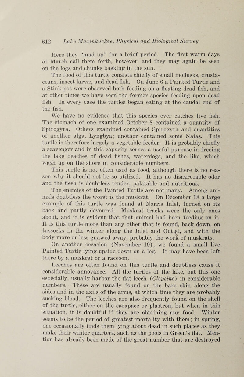Here they “mud up” for a brief period. The first warm days of March call them forth, however, and they may again be seen on the logs and chunks basking in the sun. The food of this turtle consists chiefly of small mollusks, crusta¬ ceans, insect larvae, and dead fish. On June 6 a Painted Turtle and a Stink-pot were observed both feeding on a floating dead fish, and at other times we have seen the former species feeding upon dead fish. In every case the turtles began eating at the caudal end of the fish. We have no evidence that this species ever catches live fish. The stomach of one examined October 8 contained a quantity of Spirogyra. Others examined contained Spirogyra and quantities of another alga, Lyngbya; another contained some Naias. This turtle is therefore largely a vegetable feeder. It is probably chiefly a scavenger and in this capacity serves a useful purpose in freeing the lake beaches of dead fishes, waterdogs, and the like, which wash up on the shore in considerable numbers. This turtle is not often used as food, although there is no rea¬ son why it should not be so utilized. It has no disagreeable odor and the flesh is doubtless tender, palatable and nutritious. The enemies of the Painted Turtle are not many. Among ani¬ mals doubtless the worst is the muskrat. On December 18 a large example of this turtle was found at Norris Inlet, turned on its back and partly devoured. Muskrat tracks were the only ones about, and it is evident that that animal had been feeding on it. It is this turtle more than any other that is found, back down, on tussocks in the winter along the Inlet and Outlpt, and with the body more or less gnawed away, probably the work of muskrats. On another occasion (November 19), we found a small live Painted Turtle lying upside down on a log. It may have been left there by a muskrat or a raccoon. » Leeches are often found on this turtle and doubtless cause it considerable annoyance. All the turtles of the lake, but this one especially, usually harbor the flat leech (Clepsine) in considerable numbers. These are usually found on the bare skin along the sides and in the axils of the arms, at which time they are probably sucking blood. The leeches are also frequently found on the shell of the turtle, either on the carapace or plastron, but when in this situation, it is doubtful if they are obtaining any food. Winter seems to be the period of greatest mortality with them; in spring, one occasionally finds them lying about dead in such places as they make their winter quarters, such as the pools in Green’s flat. Men¬ tion has already been made of the great number that are destroyed