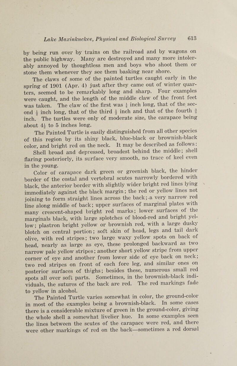 by being run over by trains on the railroad and by wagons on the public highway. Many are destroyed and many more intoler¬ ably annoyed by thoughtless men and boys who shoot them or stone them whenever they see them basking near shore. The claws of some of the painted turtles caught early in the spring of 1901 (Apr. 4) just after they came out of winter quar¬ ters, seemed to be remarkably long and sharp. Four examples were caught, and the length of the middle claw of the front feet was taken. The claw of the first was 4 inch long, that of the sec¬ ond 4 inch long, that of the third \ inch and that of the fourth f inch. The turtles were only of moderate size, the carapace being about 44 to 5 inches long. The Painted Turtle is easily distinguished from all other species of this region by its shiny black, blue-black or brownish-black color, and bright red on the neck. It may be described as follows: Shell broad and depressed, broadest behind the middle; shell flaring posteriorly, its surface very smooth, no trace of keel even in the young. Color of carapace dark green or greenish black, the hinder border of the costal and vertebral scutes narrowly bordered with black, the anterior border with slightly wider bright red lines lying immediately against the black margin; the red or yellow lines not joining to form straight lines across the back;-a very narrow red line along middle of back; upper surfaces of marginal plates with many crescent-shaped bright red marks; lower surfaces of the marginals black, with large splotches of blood-red and blight yel¬ low ; plastron bright yellow or brownish red, with a large dusky blotch on central portion; soft skin of head, legs and tail daik olive, with red stripes; two large waxy yellow spots on back of head, nearly as large as eye, these prolonged backward as two narrow pale yellow stripes; another short yellow stripe from upper corner of eye and another from lower side of eye back on neck; two red stripes on front of each fore leg, and similar ones on posterior surfaces of thighs; besides these, numerous small red spots all over soft parts. Sometimes, in the brownish-black indi¬ viduals, the sutures of the back are red. The red markings fade to yellow in alcohol. The Painted Turtle varies somewhat in color, the ground-color in most of the examples being a brownish-black. In some cases there is a considerable mixture of green in the ground-color, giving the whole shell a somewhat livelier hue. In some examples seen the lines between the scutes of the carapace were red, and there were other markings of red on the back—sometimes a red dorsal