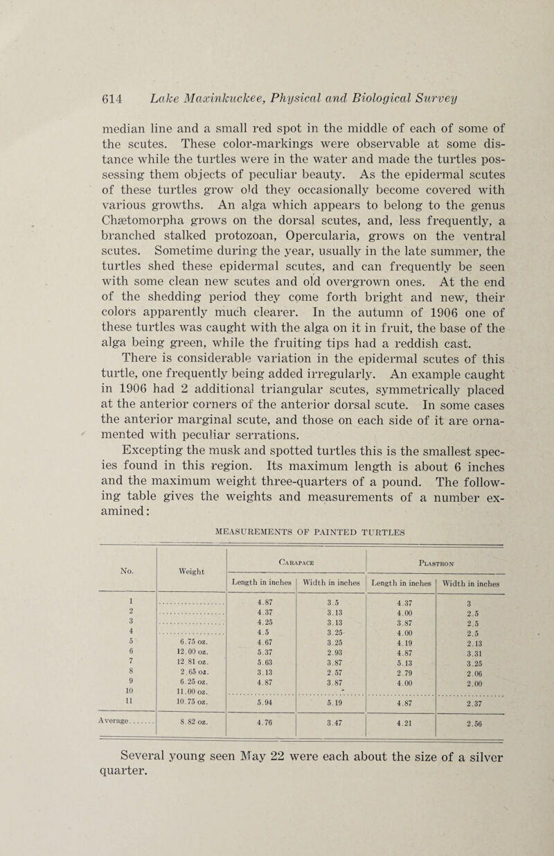 median line and a small red spot in the middle of each of some of the scutes. These color-markings were observable at some dis¬ tance while the turtles were in the water and made the turtles pos¬ sessing them objects of peculiar beauty. As the epidermal scutes of these turtles grow old they occasionally become covered with various growths. An alga which appears to belong to the genus Chsetomorpha grows on the dorsal scutes, and, less frequently, a branched stalked protozoan, Opercularia, grows on the ventral scutes. Sometime during the year, usually in the late summer, the turtles shed these epidermal scutes, and can frequently be seen with some clean new scutes and old overgrown ones. At the end of the shedding period they come forth bright and new, their colors apparently much clearer. In the autumn of 1906 one of these turtles was caught with the alga on it in fruit, the base of the alga being green, while the fruiting tips had a reddish cast. There is considerable variation in the epidermal scutes of this turtle, one frequently being added irregularly. An example caught in 1906 had 2 additional triangular scutes, symmetrically placed at the anterior corners of the anterior dorsal scute. In some cases the anterior marginal scute, and those on each side of it are orna¬ mented with peculiar serrations. Excepting the musk and spotted turtles this is the smallest spec¬ ies found in this region. Its maximum length is about 6 inches and the maximum weight three-quarters of a pound. The follow¬ ing table gives the weights and measurements of a number ex¬ amined : MEASUREMENTS OF PAINTED TURTLES No. Weight Carapace Plastron Length in inches Width in inches Length in inches Width in inches 1 4.87 3.5 4.37 3 2 4.37 3.13 4.00 2.5 3 4.25 3.13 3.87 2.5 4 4.5 3.25 4.00 2.5 5 6.75 oz. 4.67 3.25 4.19 2.13 6 12.00 oz. 5.37 2.93 4.87 3.31 7 12 81 oz. 5.63 3.87 5.13 3.25 8 2.65 oz. 3.13 2.57 2.79 2.06 9 6.25 oz. 4.87 3.87 4.00 2.00 10 11.00 oz. - 11 10.75 oz. 5.94 5.19 4.87 2.37 Average. 8.82 oz. 4.76 3.47 4.21 2.56 Several young seen May 22 were each about the size of a silver quarter.