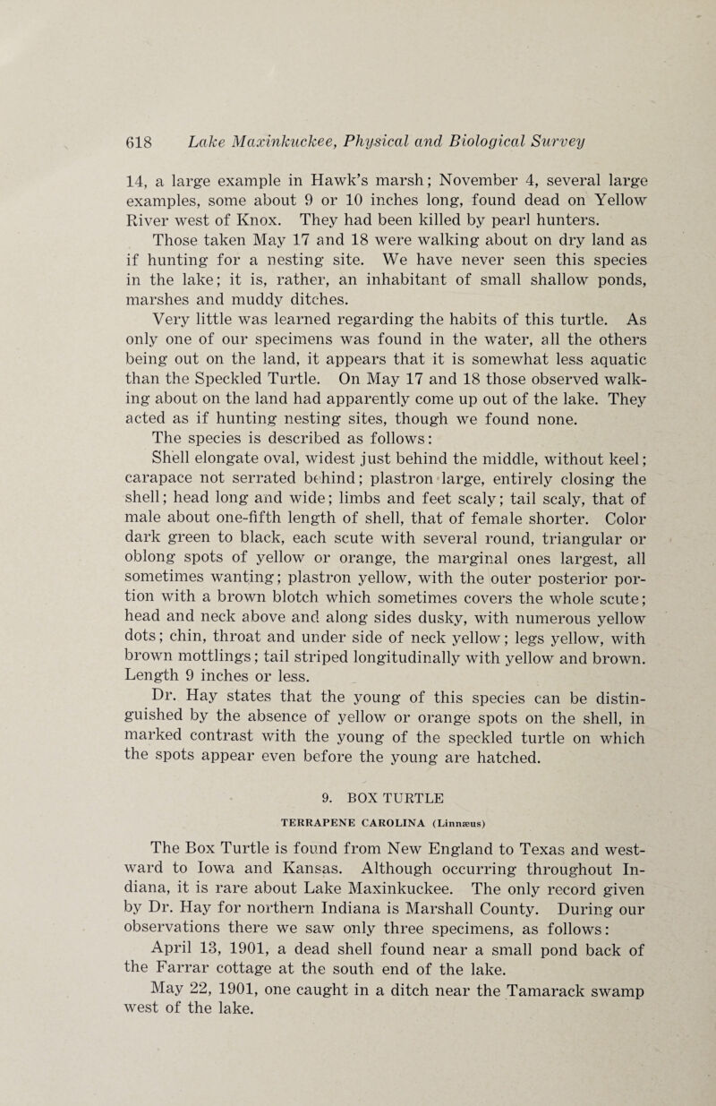 14, a large example in Hawk’s marsh; November 4, several large examples, some about 9 or 10 inches long, found dead on Yellow River west of Knox. They had been killed by pearl hunters. Those taken May 17 and 18 were walking about on dry land as if hunting for a nesting site. We have never seen this species in the lake; it is, rather, an inhabitant of small shallow ponds, marshes and muddy ditches. Very little was learned regarding the habits of this turtle. As only one of our specimens was found in the water, all the others being out on the land, it appears that it is somewhat less aquatic than the Speckled Turtle. On May 17 and 18 those observed walk¬ ing about on the land had apparently come up out of the lake. They acted as if hunting nesting sites, though we found none. The species is described as follows: Shell elongate oval, widest just behind the middle, without keel; carapace not serrated behind; plastron large, entirely closing the shell; head long and wide; limbs and feet scaly; tail scaly, that of male about one-fifth length of shell, that of female shorter. Color dark green to black, each scute with several round, triangular or oblong spots of yellow or orange, the marginal ones largest, all sometimes wanting; plastron yellow, with the outer posterior por¬ tion with a brown blotch which sometimes covers the whole scute; head and neck above and along sides dusky, with numerous yellow dots; chin, throat and under side of neck yellow; legs yellow, with brown mottlings; tail striped longitudinally with yellow and brown. Length 9 inches or less. Dr. Hay states that the young of this species can be distin¬ guished by the absence of yellow or orange spots on the shell, in marked contrast with the young of the speckled turtle on which the spots appear even before the young are hatched. 9. BOX TURTLE TERRAPENE CAROLINA (Linmeus) The Box Turtle is found from New England to Texas and west¬ ward to Iowa and Kansas. Although occurring throughout In¬ diana, it is rare about Lake Maxinkuckee. The only record given by Dr. Hay for northern Indiana is Marshall County. During our observations there we saw only three specimens, as follows: April 13, 1901, a dead shell found near a small pond back of the Farrar cottage at the south end of the lake. May 22, 1901, one caught in a ditch near the Tamarack swamp west of the lake.