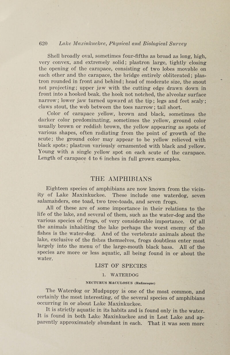 Shell broadly oval, sometimes four-fifths as broad as long, high, very convex, and extremely solid; plastron large, tightly closing the opening of the carapace, consisting of two lobes movable on each other and the carapace, the bridge entirely obliterated; plas¬ tron rounded in front and behind; head of moderate size, the snout not projecting; upper jaw with the cutting edge drawn down in front into a hooked beak, the hook not notched, the alveolar surface narrow; lower jaw turned upward at the tip; legs and feet scaly; claws stout, the web between the toes narrow; tail short. Color of carapace yellow, brown and black, sometimes the darker color predominating, sometimes the yellow, ground color usually brown or reddish brown, the yellow appearing as spots of various shapes, often radiating from the point of growth of the scute; the ground color may appear to be yellow relieved with black spots; plastron variously ornamented with black and yellow. Young with a single yellow spot on each scute of the carapace. Length of carapace 4 to 6 inches in full grown examples. THE AMPHIBIANS Eighteen species of amphibians are now known from the vicin¬ ity of Lake Maxinkuckee. These include one waterdog, seven salamanders, one toad, two tree-toads, and seven frogs. All of these are of some importance in their relations to the life of the lake, and several of them, such as the water-dog and the various species of frogs, of very considerable importance. Of all the animals inhabiting the lake perhaps the worst enemy of the fishes is the water-dog. And of the vertebrate animals about the lake, exclusive of the fishes themselves, frogs doubtless enter most largely into the menu of the large-mouth black bass. All of the species are more or less aquatic, all being found in or about the water. LIST OF SPECIES 1. WATERDOG NECTURUS MACULOSUS (Rafinesque) The Waterdog or Mudpuppy is one of the most common, and certainly the most interesting, of the several species of amphibians occurring in or about Lake Maxinkuckee. It is strictly aquatic in its habits and is found only in the water. It is found in both Lake Maxinkuckee and in Lost Lake and ap¬ parently approximately abundant in each. That it was seen more