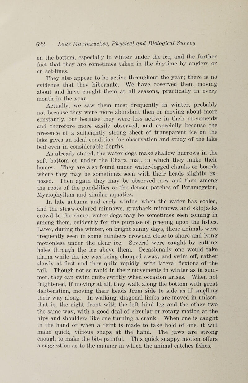 on the bottom, especially in winter under the ice, and the further fact that they are sometimes taken in the daytime by anglers or on set-lines. They also appear to be active throughout the year; there is no evidence that they hibernate. We have observed them moving about and have caught them at all seasons, practically in every month in the year. Actually, we saw them most frequently in winter, probably not because they were more abundant then or moving about more constantly, but because they were less active in their movements and therefore more easily observed, and especially because the presence of a sufficiently strong sheet of transparent ice on the lake gives an ideal condition for observation and study of the lake bed even in considerable depths. As already stated, the water-dogs make shallow burrows in the soft bottom or under the Chara mat, in which they make their homes. They are also found under water-logged chunks or boards where they may be sometimes seen with their heads slightly ex¬ posed. Then again they may be observed now and then among the roots of the pond-lilies or the denser patches of Potamogeton, Myriophyllum and similar aquatics. In late autumn and early winter, when the water has cooled, and the straw-colored minnows, grayback minnows and skipjacks crowd to the shore, water-dogs may be sometimes seen coming in among them, evidently for the purpose of preying upon the fishes. Later, during the winter, on bright sunny days, these animals were frequently seen in some numbers crowded close to shore and lying motionless under the clear ice. Several were caught by cutting holes through the ice above them. Occasionally one would take alarm while the ice was being chopped away, and swim off, rather slowly at first and then quite rapidly, with lateral flexions of the tail. Though not so rapid in their movements in winter as in sum¬ mer, they can swim quite swiftly when occasion arises. When not frightened, if moving at all, they walk along the bottom with great deliberation, moving their heads from side to side as if smelling their way along. In walking, diagonal limbs are moved in unison, that is, the right front with the left hind leg and the other two the same way, with a good deal of circular or rotary motion at the hips and shoulders like one turning a crank. When one is caught in the hand or when a feint is made to take hold of one, it will make quick, vicious snaps at the hand. The jaws are strong enough to make the bite painful. This quick snappy motion offers a suggestion as to the manner in which the animal catches fishes.