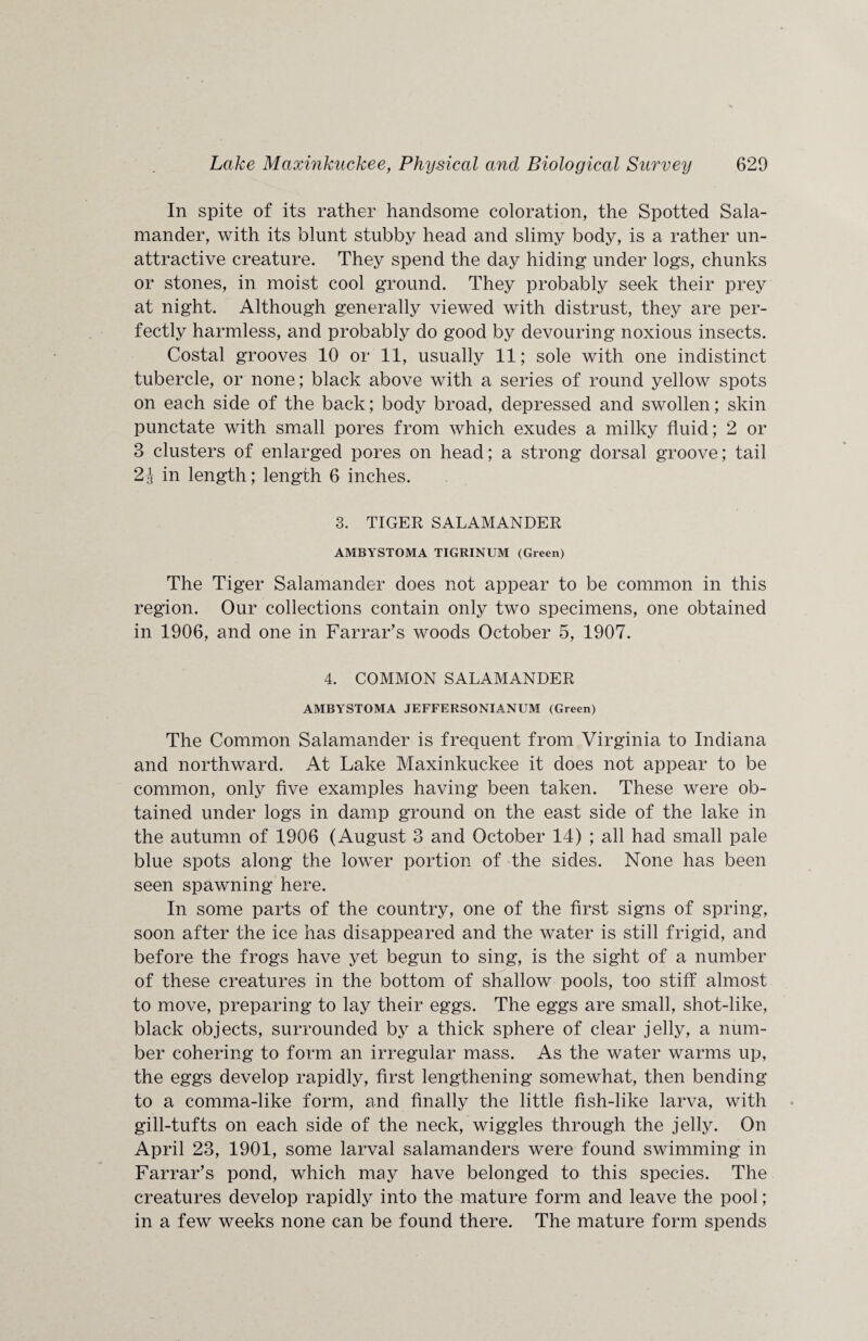 In spite of its rather handsome coloration, the Spotted Sala¬ mander, with its blunt stubby head and slimy body, is a rather un¬ attractive creature. They spend the day hiding under logs, chunks or stones, in moist cool ground. They probably seek their prey at night. Although generally viewed with distrust, they are per¬ fectly harmless, and probably do good by devouring noxious insects. Costal grooves 10 or 11, usually 11; sole with one indistinct tubercle, or none; black above with a series of round yellow spots on each side of the back; body broad, depressed and swollen; skin punctate with small pores from which exudes a milky fluid; 2 or 3 clusters of enlarged pores on head; a strong dorsal groove; tail 2J in length; length 6 inches. 3. TIGER SALAMANDER AMBYSTOMA TIGRINUM (Green) The Tiger Salamander does not appear to be common in this region. Our collections contain only two specimens, one obtained in 1906, and one in Farrar’s woods October 5, 1907. 4. COMMON SALAMANDER AMBYSTOMA JEFFERSONIAN CM (Green) The Common Salamander is frequent from Virginia to Indiana and northward. At Lake Maxinkuckee it does not appear to be common, only five examples having been taken. These were ob¬ tained under logs in damp ground on the east side of the lake in the autumn of 1906 (August 3 and October 14) ; all had small pale blue spots along the lower portion of the sides. None has been seen spawning here. In some parts of the country, one of the first signs of spring, soon after the ice has disappeared and the water is still frigid, and before the frogs have yet begun to sing, is the sight of a number of these creatures in the bottom of shallow pools, too stiff almost to move, preparing to lay their eggs. The eggs are small, shot-like, black objects, surrounded by a thick sphere of clear jelly, a num¬ ber cohering to form an irregular mass. As the water warms up, the eggs develop rapidly, first lengthening somewhat, then bending to a comma-like form, and finally the little fish-like larva, with gill-tufts on each side of the neck, wiggles through the jelly. On April 23, 1901, some larval salamanders were found swimming in Farrar’s pond, which may have belonged to this species. The creatures develop rapidly into the mature form and leave the pool; in a few weeks none can be found there. The mature form spends