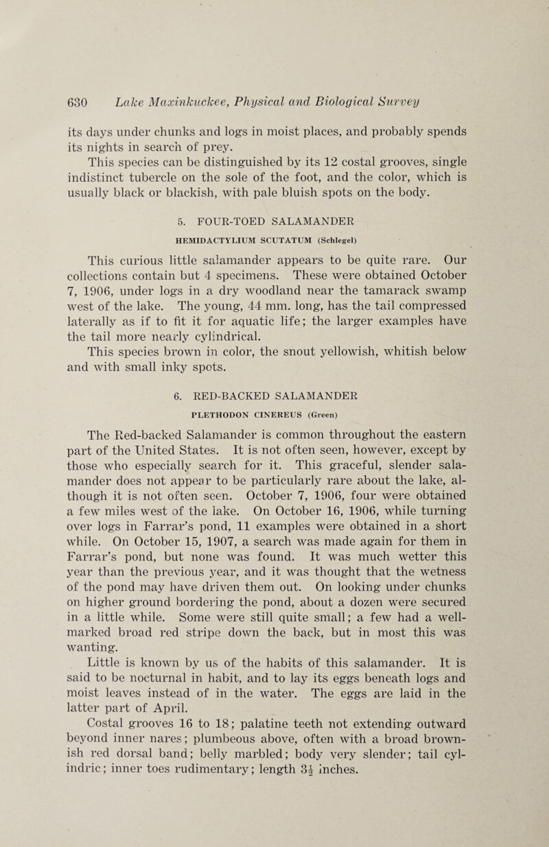 its days under chunks and logs in moist places, and probably spends its nights in search of prey. This species can be distinguished by its 12 costal grooves, single indistinct tubercle on the sole of the foot, and the color, which is usually black or blackish, with pale bluish spots on the body. 5. FOUR-TOED SALAMANDER HEMIDACTYLIUM SCUTATUM (Schlegel) This curious little salamander appears to be quite rare. Our collections contain but 4 specimens. These were obtained October 7, 1906, under logs in a dry woodland near the tamarack swamp west of the lake. The young, 44 mm. long, has the tail compressed laterally as if to fit it for aquatic life; the larger examples have the tail more nearly cylindrical. This species brown in color, the snout yellowish, whitish below and with small inky spots. 6. RED-BACKED SALAMANDER PLETHODON CINEREUS (Green) The Red-backed Salamander is common throughout the eastern part of the United States. It is not often seen, however, except by those who especially search for it. This graceful, slender sala¬ mander does not appear to be particularly rare about the lake, al¬ though it is not often seen. October 7, 1906, four were obtained a few miles west of the lake. On October 16, 1906, while turning over logs in Farrar’s pond, 11 examples were obtained in a short while. On October 15, 1907, a search was made again for them in Farrar’s pond, but none was found. It was much wetter this year than the previous year, and it was thought that the wetness of the pond may have driven them out. On looking under chunks on higher ground bordering the pond, about a dozen were secured in a little while. Some were still quite small; a few had a well- marked broad red stripe down the back, but in most this was wanting. Little is known by us of the habits of this salamander. It is said to be nocturnal in habit, and to lay its eggs beneath logs and moist leaves instead of in the water. The eggs are laid in the latter part of April. Costal grooves 16 to 18; palatine teeth not extending outward beyond inner nares; plumbeous above, often with a broad brown¬ ish red dorsal band; belly marbled; body very slender; tail cyl- indric; inner toes rudimentary; length 3^ inches.