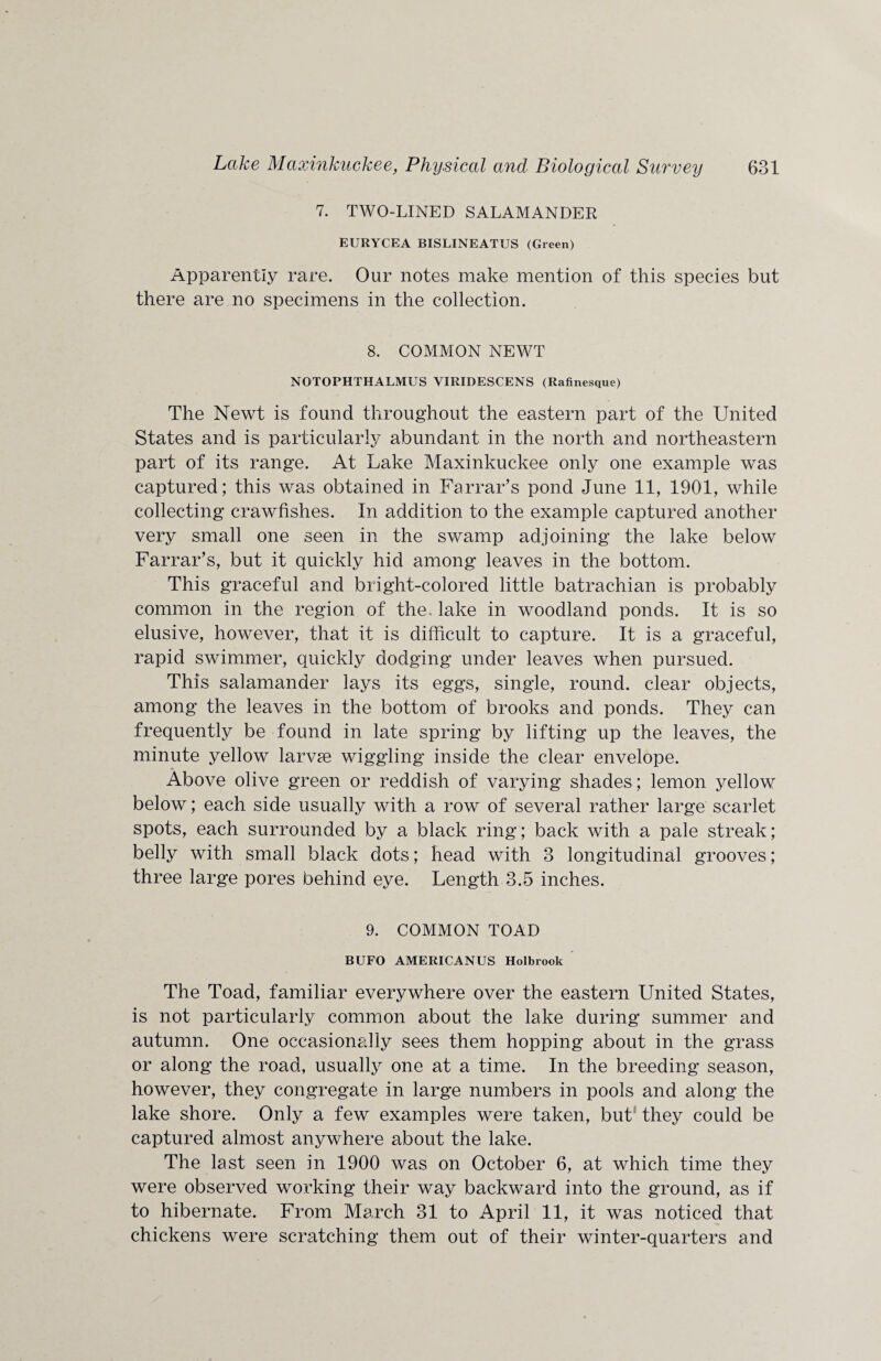 7. TWO-LINED SALAMANDER EURYCEA BISLINEATUS (Green) Apparently rare. Our notes make mention of this species but there are no specimens in the collection. 8. COMMON NEWT NOTOPHTHALMUS VIRIDESCENS (Rafincstjue) The Newt is found throughout the eastern part of the United States and is particularly abundant in the north and northeastern part of its range. At Lake Maxinkuckee only one example was captured; this was obtained in Farrar’s pond June 11, 1901, while collecting crawfishes. In addition to the example captured another very small one seen in the swamp adjoining the lake below Farrar’s, but it quickly hid among leaves in the bottom. This graceful and bright-colored little batrachian is probably common in the region of the. lake in woodland ponds. It is so elusive, however, that it is difficult to capture. It is a graceful, rapid swimmer, quickly dodging under leaves when pursued. This salamander lays its eggs, single, round, clear objects, among the leaves in the bottom of brooks and ponds. They can frequently be found in late spring by lifting up the leaves, the minute yellow larvae wiggling inside the clear envelope. Above olive green or reddish of varying shades; lemon yellow below; each side usually with a row of several rather large scarlet spots, each surrounded by a black ring; back with a pale streak; belly with small black dots; head with 3 longitudinal grooves; three large pores behind eye. Length 3.5 inches. 9. COMMON TOAD BUFO AMERICANUS Holbrook The Toad, familiar everywhere over the eastern United States, is not particularly common about the lake during summer and autumn. One occasionally sees them hopping about in the grass or along the road, usually one at a time. In the breeding season, however, they congregate in large numbers in pools and along the lake shore. Only a few examples were taken, but they could be captured almost anywhere about the lake. The last seen in 1900 was on October 6, at which time they were observed working their way backward into the ground, as if to hibernate. From March 31 to April 11, it was noticed that chickens were scratching them out of their winter-quarters and