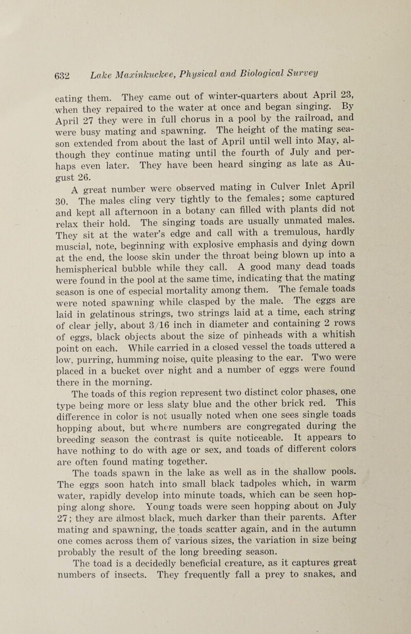 eating them. They came out of winter-quarters about April 23, when they repaired to the water at once and began singing. By April 27 they were in full chorus in a pool by the railroad, and were busy mating and spawning. The height of the mating sea¬ son extended from about the last of April until well into May, al¬ though they continue mating until the fourth of July and per¬ haps even later. They have been heard singing as late as Au¬ gust 26. A great number were observed mating in Culver Inlet April 30. The males cling very tightly to the females; some captured and kept all afternoon in a botany can filled with plants did not relax their hold. The singing toads are usually unmated males. They sit at the water’s edge and call with a tremulous, hardly muscial, note, beginning with explosive emphasis and dying down at the end, the loose skin under the throat being blown up into a hemispherical bubble while they call. A good many dead toads were found in the pool at the same time, indicating that the mating season is one of especial mortality among them. The female toads were noted spawning while clasped by the male. The eggs are laid in gelatinous strings, two strings laid at a time, each string of clear jelly, about 3/16 inch in diameter and containing 2 rows of eggs, black objects about the size of pinheads with a whitish point on each. While carried in a closed vessel the toads uttered a low, purring, humming noise, quite pleasing to the ear. Two were placed in a bucket over night and a number of eggs were found there in the morning. The toads of this region represent two distinct color phases, one type being more or less slaty blue and the other brick red. This difference in color is not usually noted when one sees single toads hopping about, but where numbers are congregated during the breeding season the contrast is quite noticeable. It appears to have nothing to do with age or sex, and toads of different colors are often found mating together. The toads spawn in the lake as well as in the shallow pools. The eggs soon hatch into small black tadpoles which, in warm water, rapidly develop into minute toads, which can be seen hop¬ ping along shore. Young toads were seen hopping about on July 27; they are almost black, much darker than their parents. After mating and spawning, the toads scatter again, and in the autumn one comes across them of various sizes, the variation in size being probably the result of the long breeding season. The toad is a decidedly beneficial creature, as it captures great numbers of insects. They frequently fall a prey to snakes, and